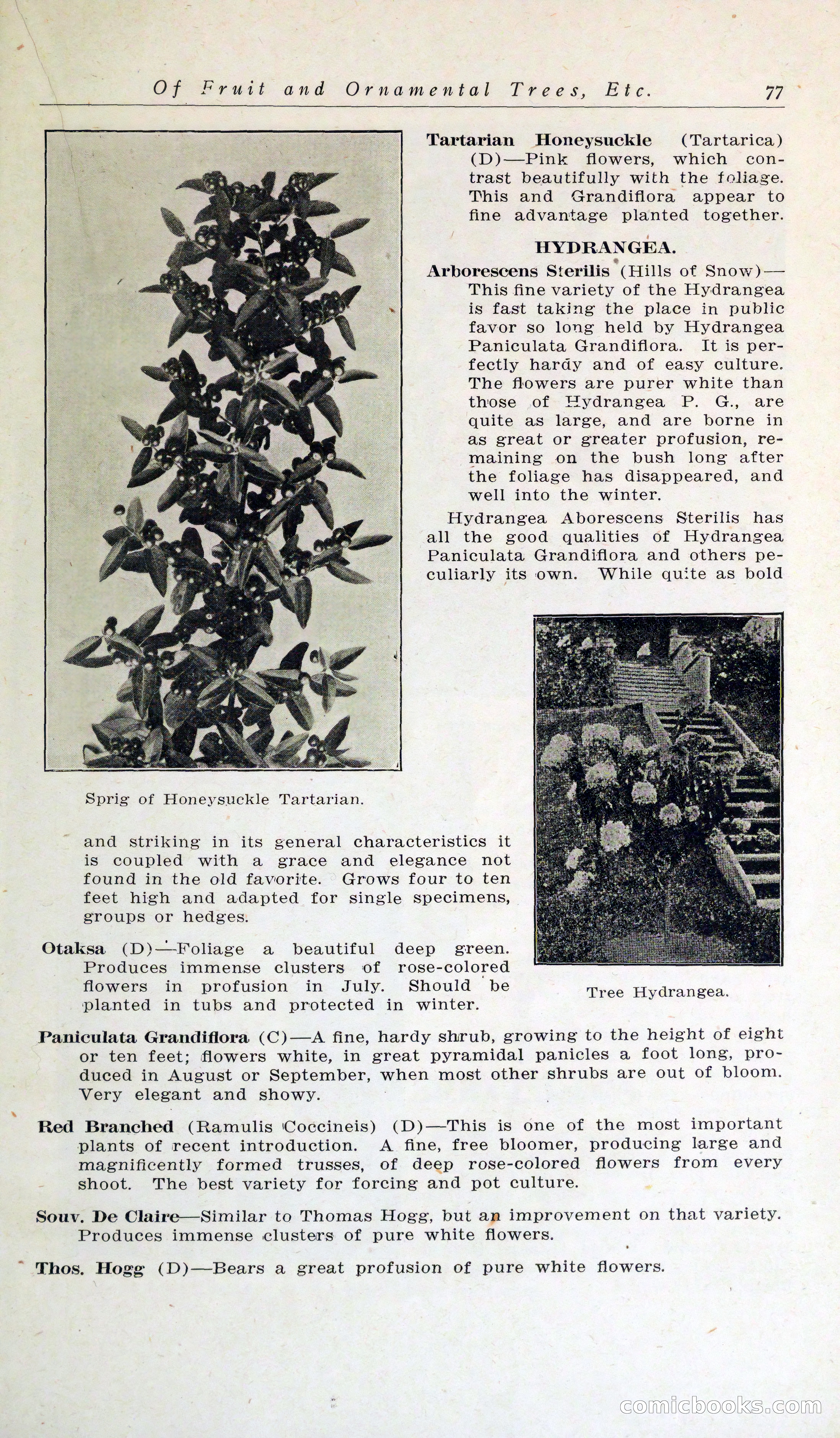 Blue Book of Hardy Trees, Shrubs & Plants — page 81 of 134