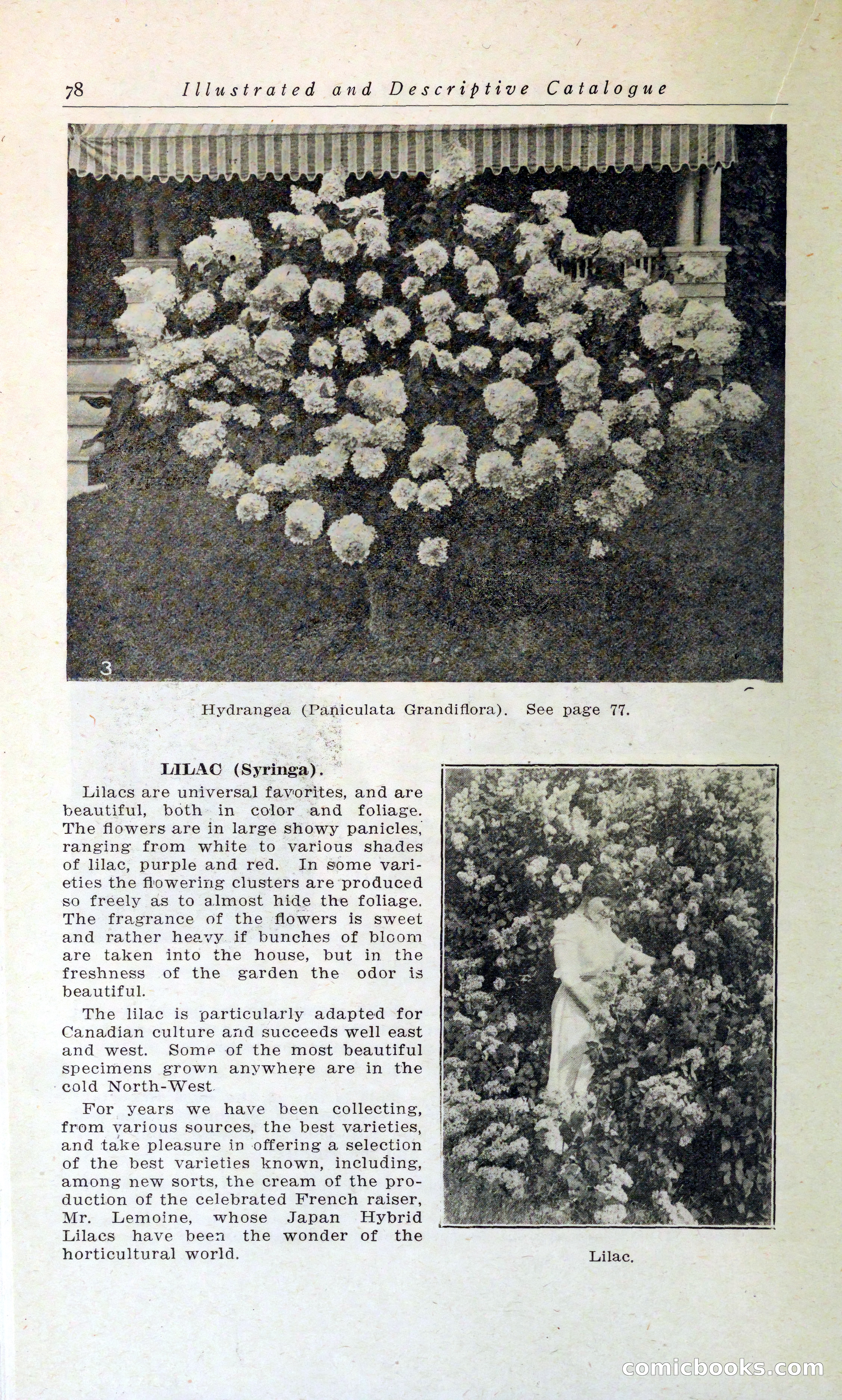 Blue Book of Hardy Trees, Shrubs & Plants — page 82 of 134