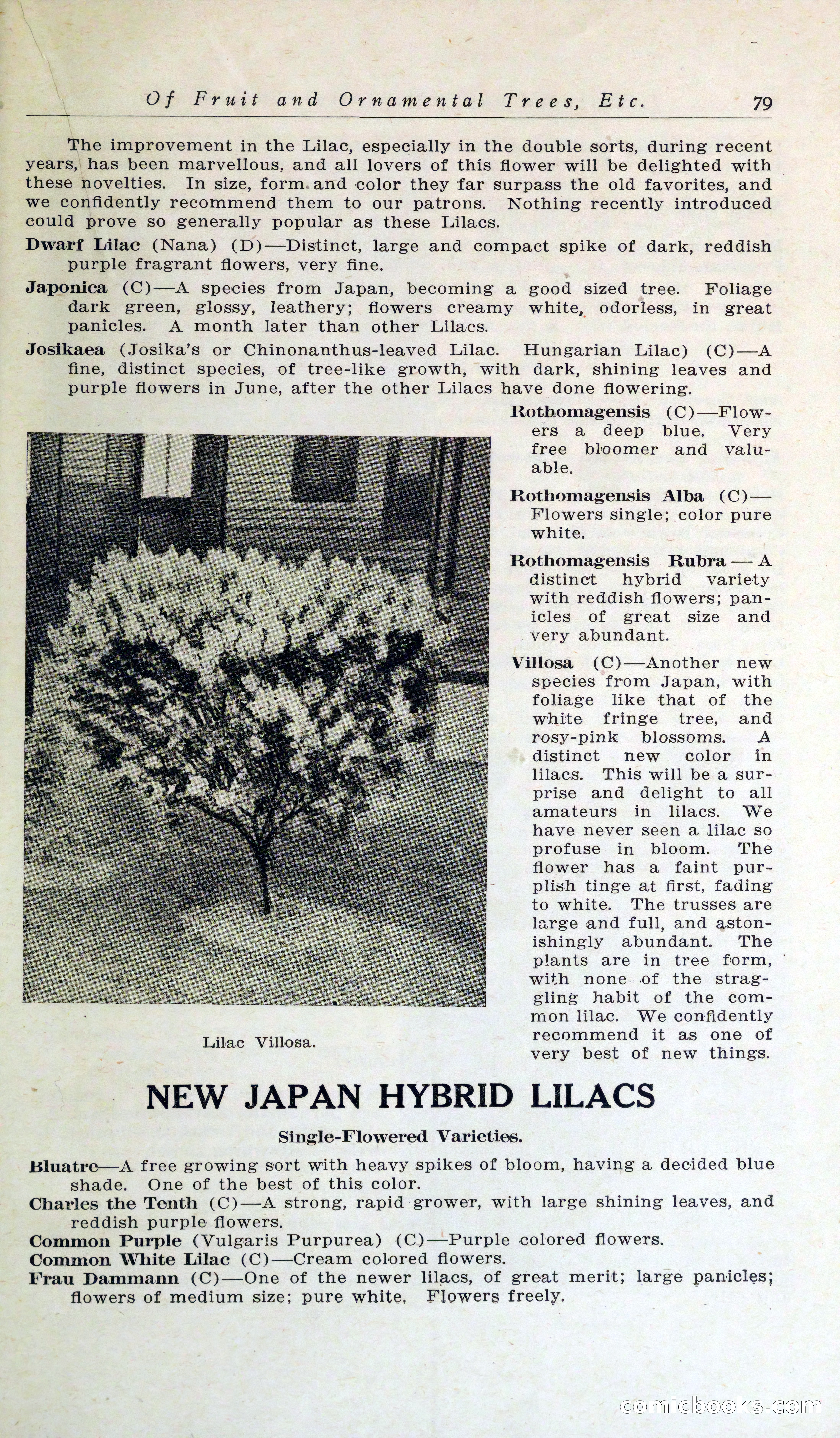 Blue Book of Hardy Trees, Shrubs & Plants — page 83 of 134