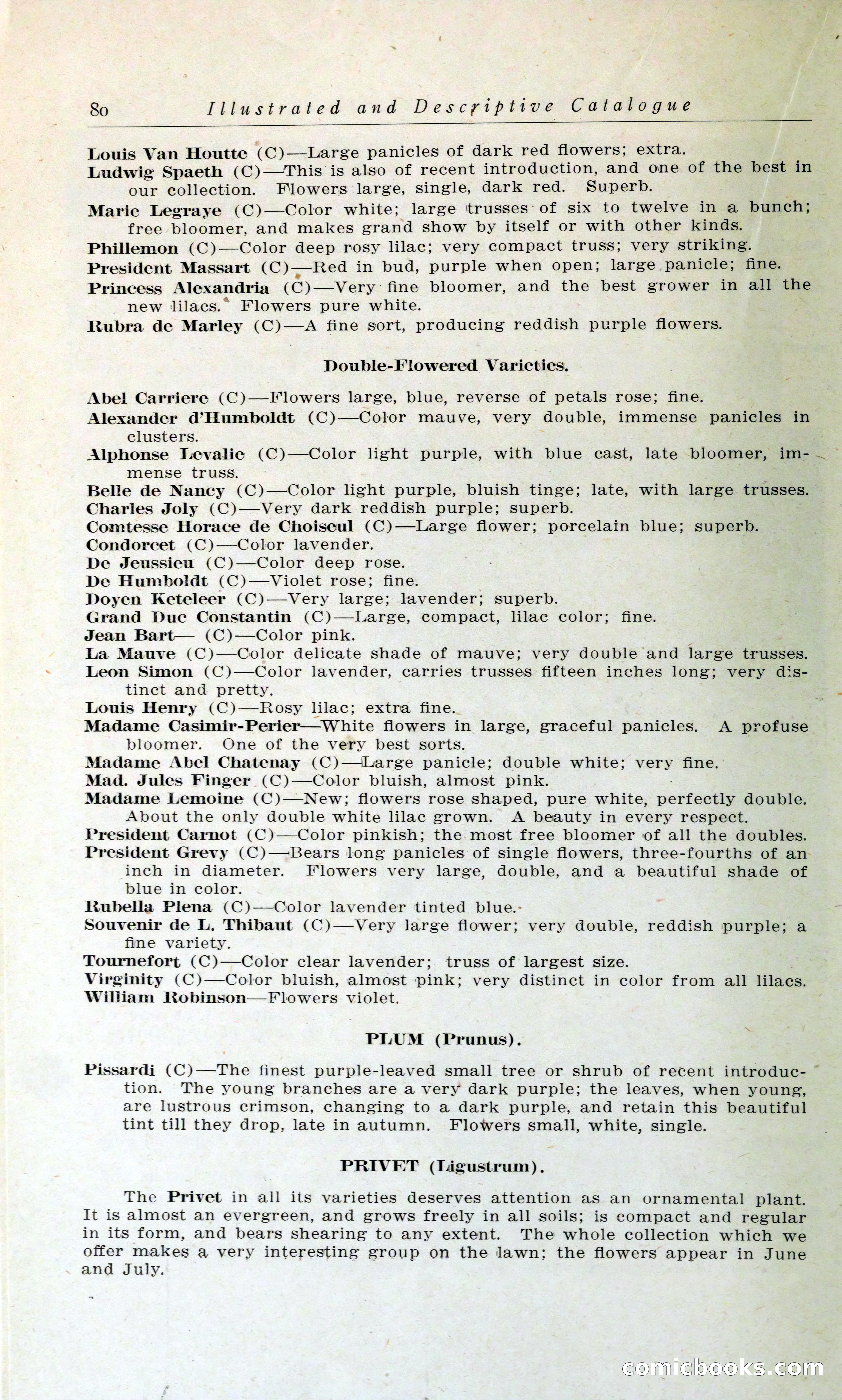 Blue Book of Hardy Trees, Shrubs & Plants — page 84 of 134