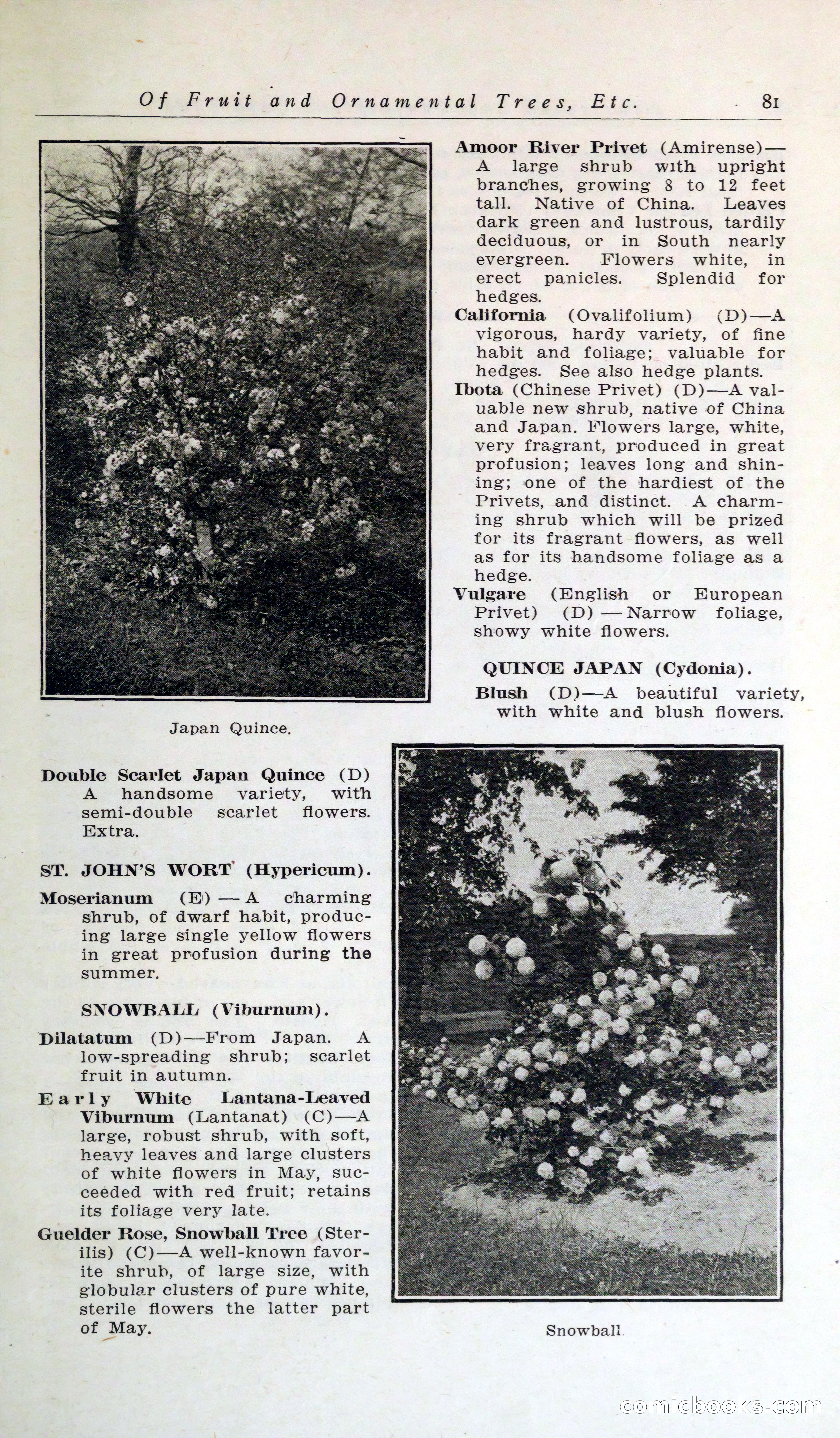 Blue Book of Hardy Trees, Shrubs & Plants — page 85 of 134