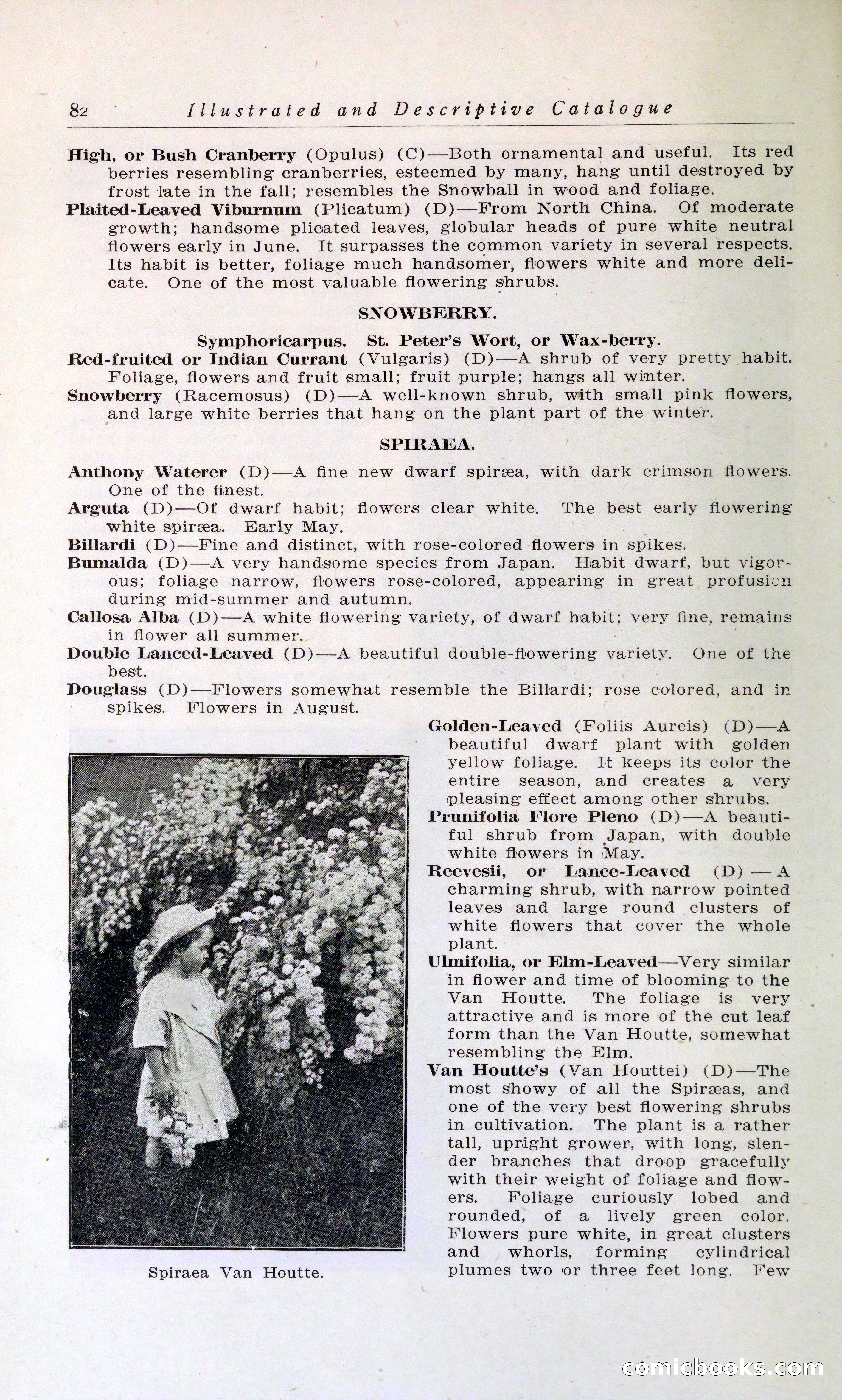 Blue Book of Hardy Trees, Shrubs & Plants — page 86 of 134