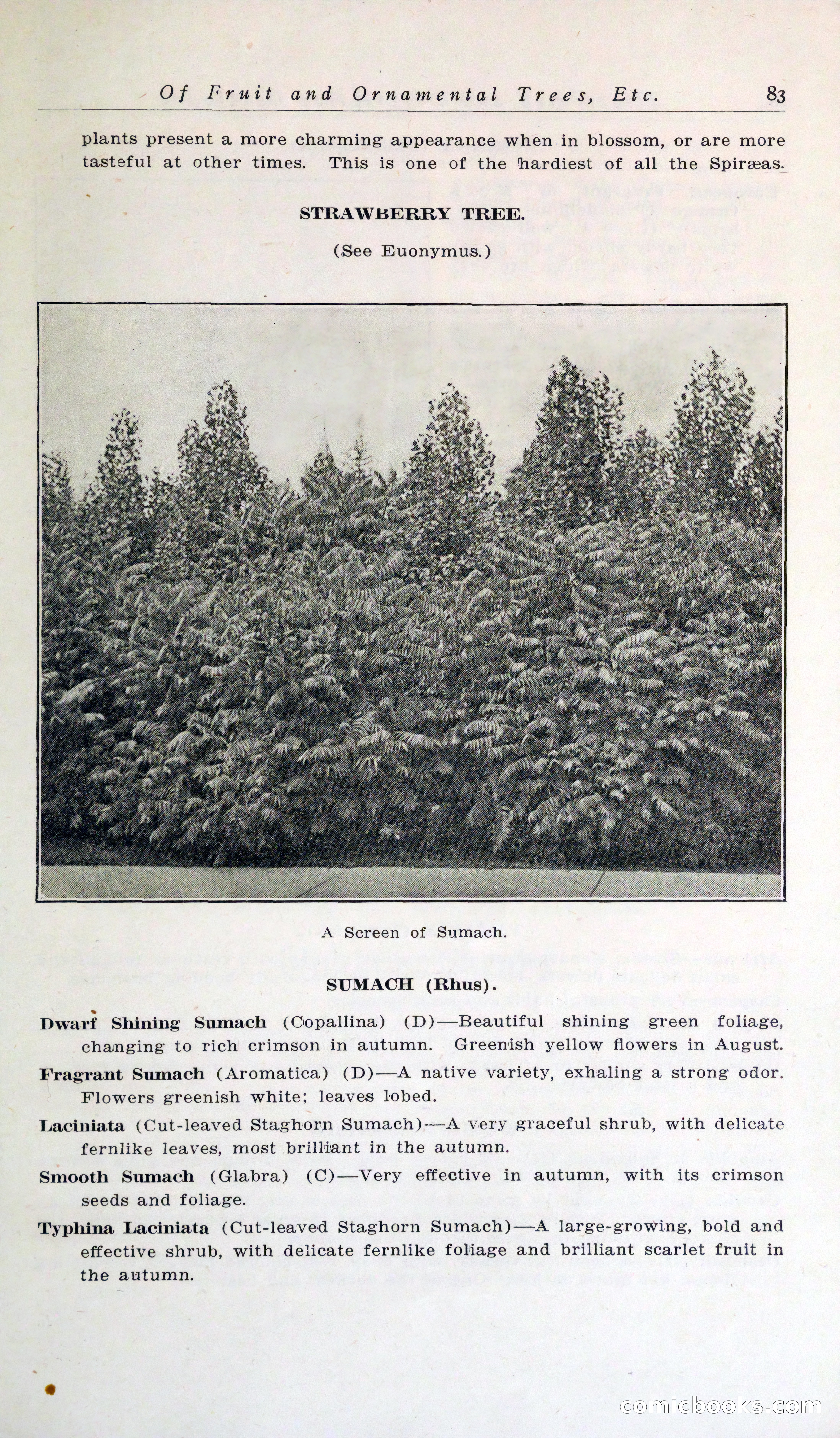 Blue Book of Hardy Trees, Shrubs & Plants — page 87 of 134