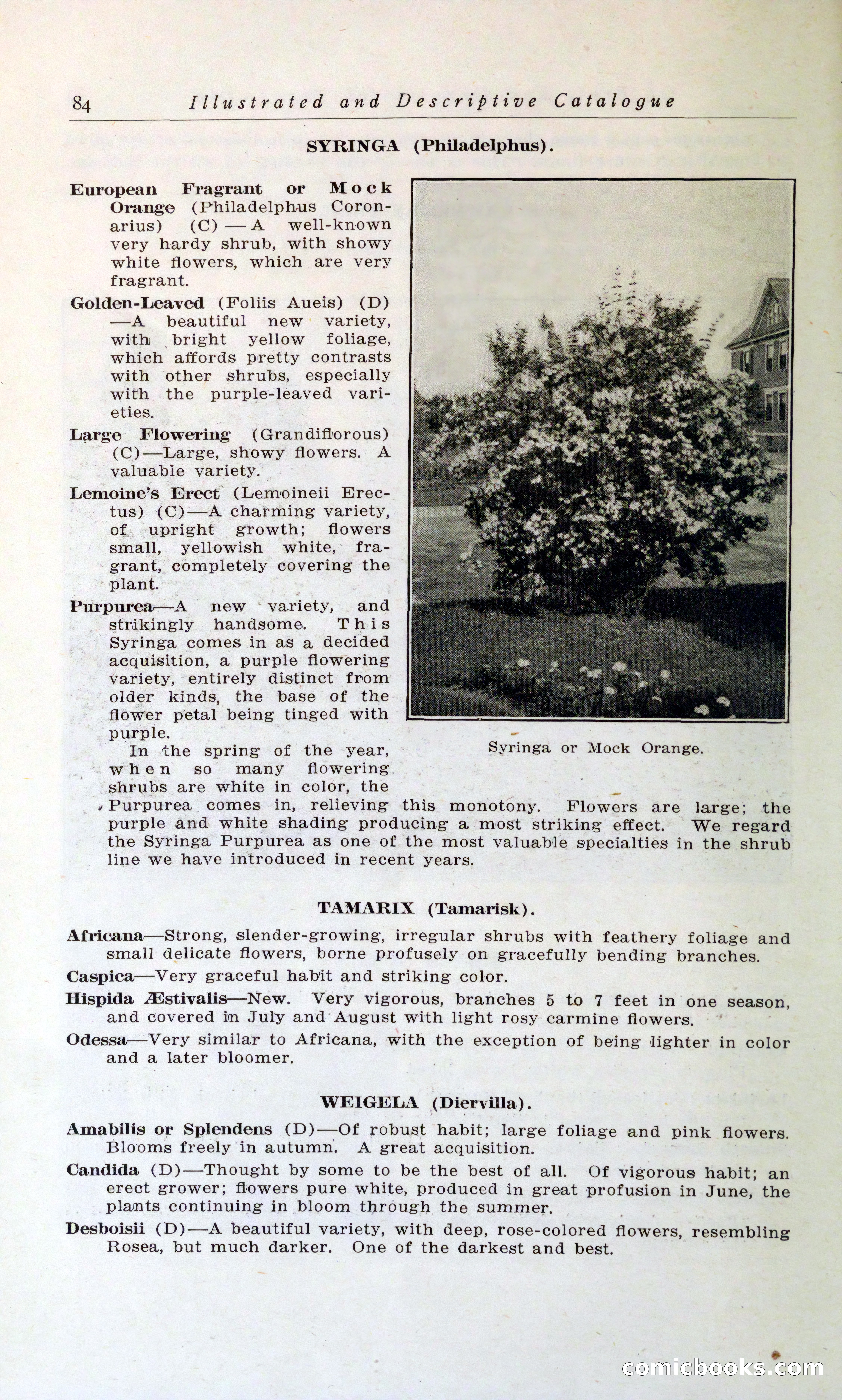 Blue Book of Hardy Trees, Shrubs & Plants — page 88 of 134
