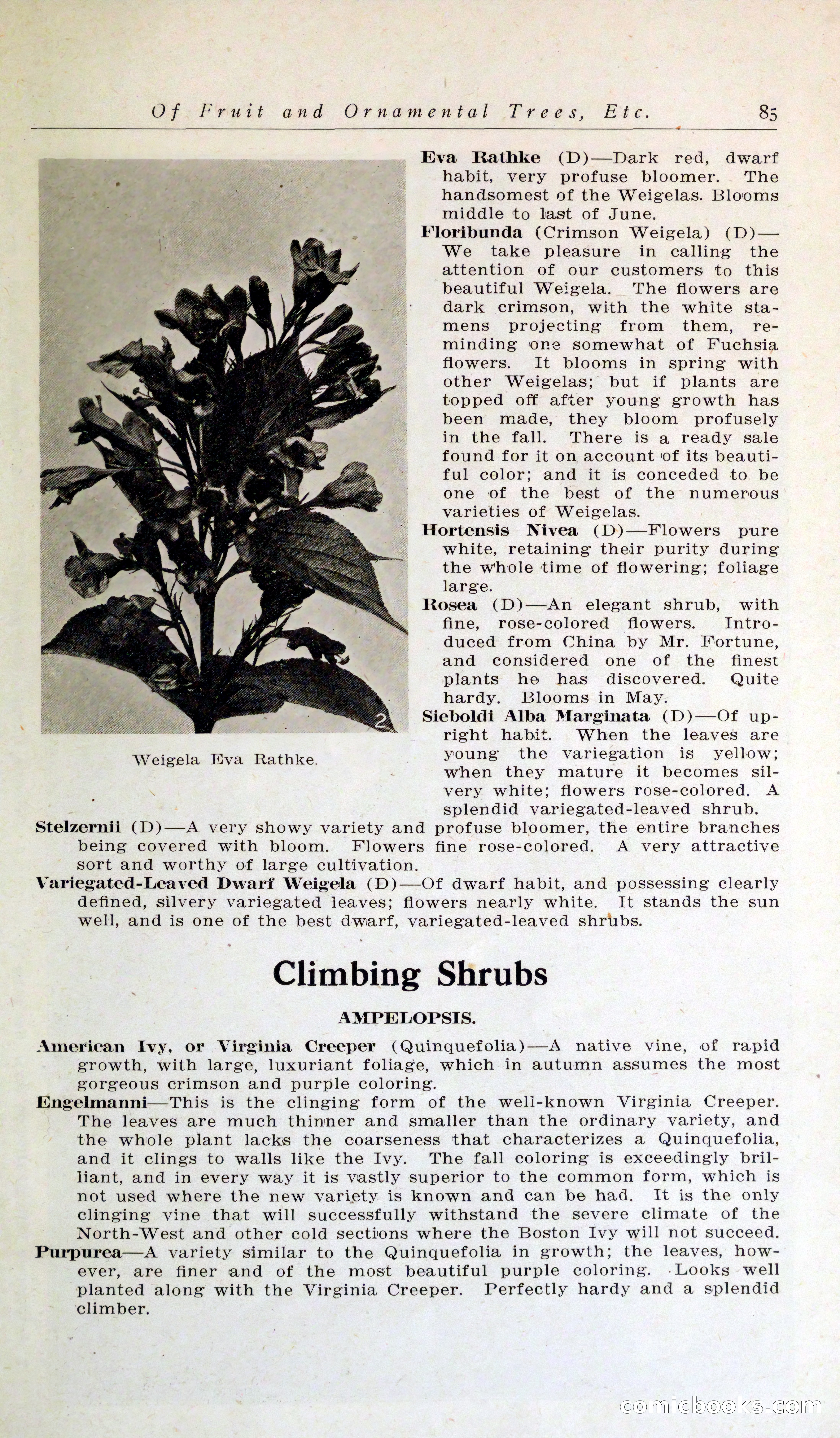 Blue Book of Hardy Trees, Shrubs & Plants — page 89 of 134
