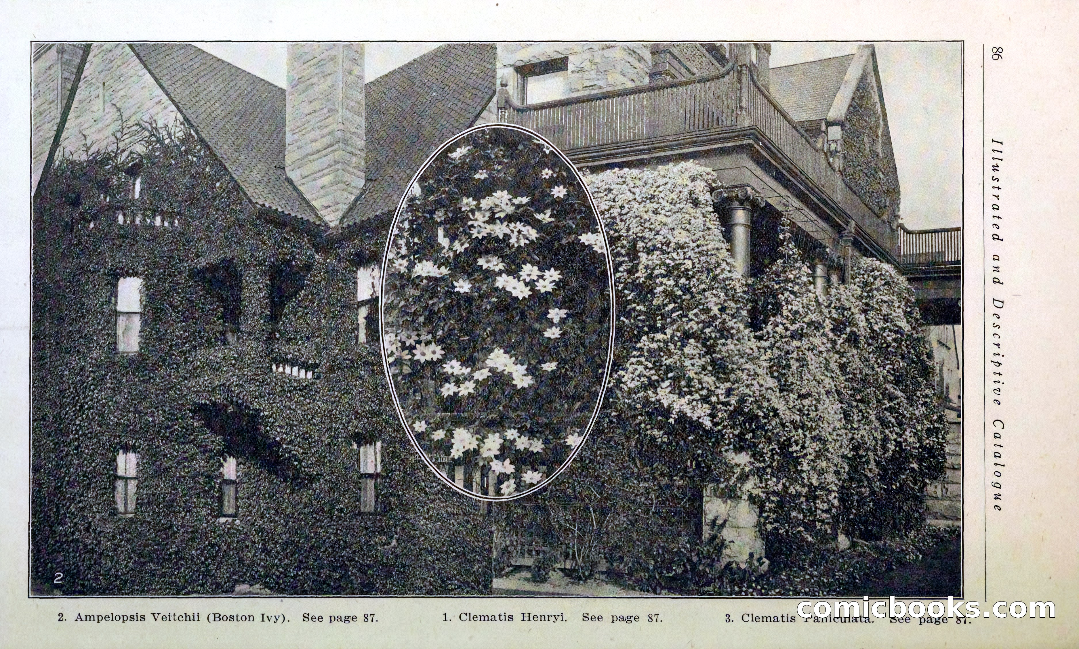 Blue Book of Hardy Trees, Shrubs & Plants — page 90 of 134