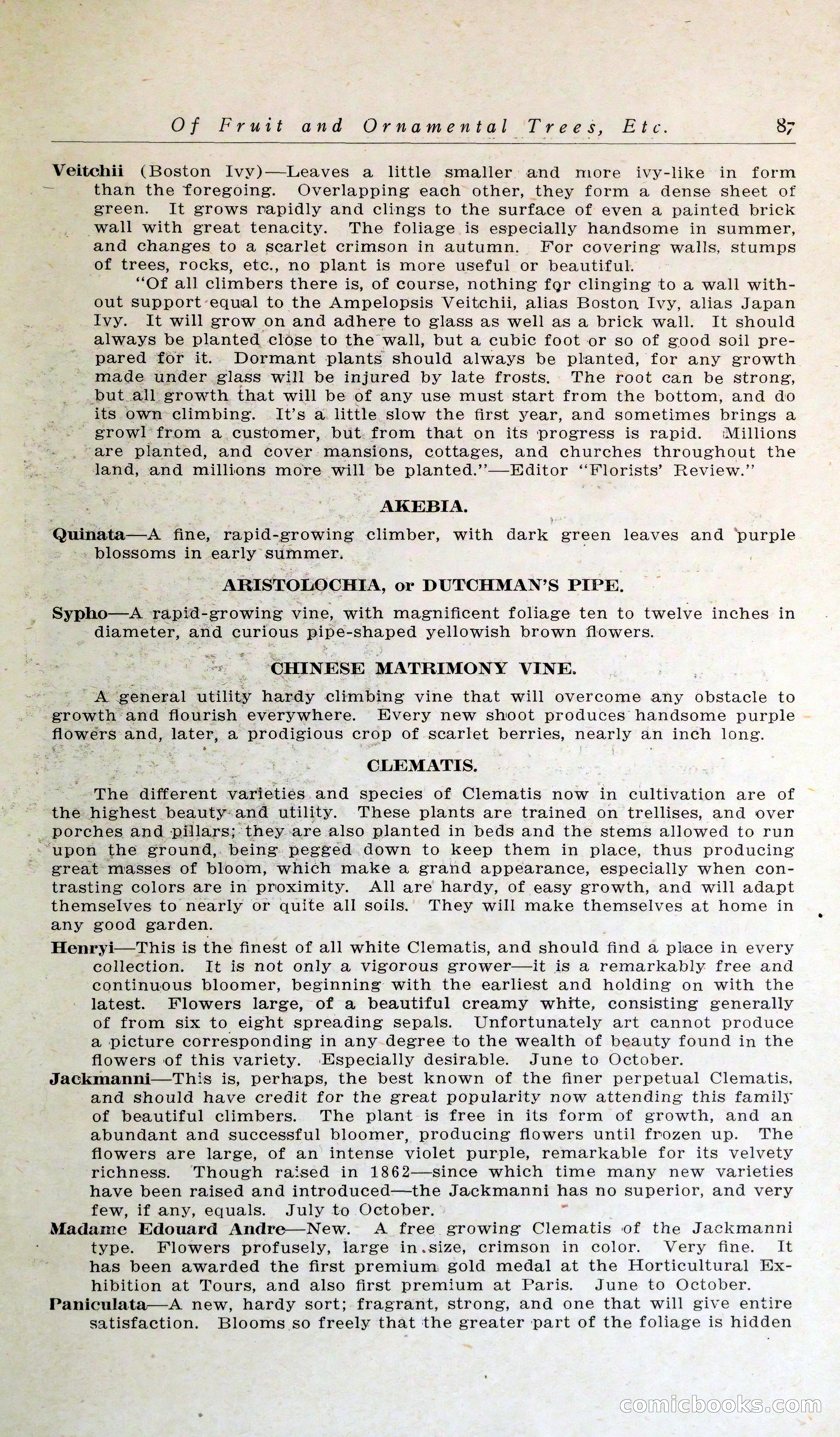 Blue Book of Hardy Trees, Shrubs & Plants — page 91 of 134