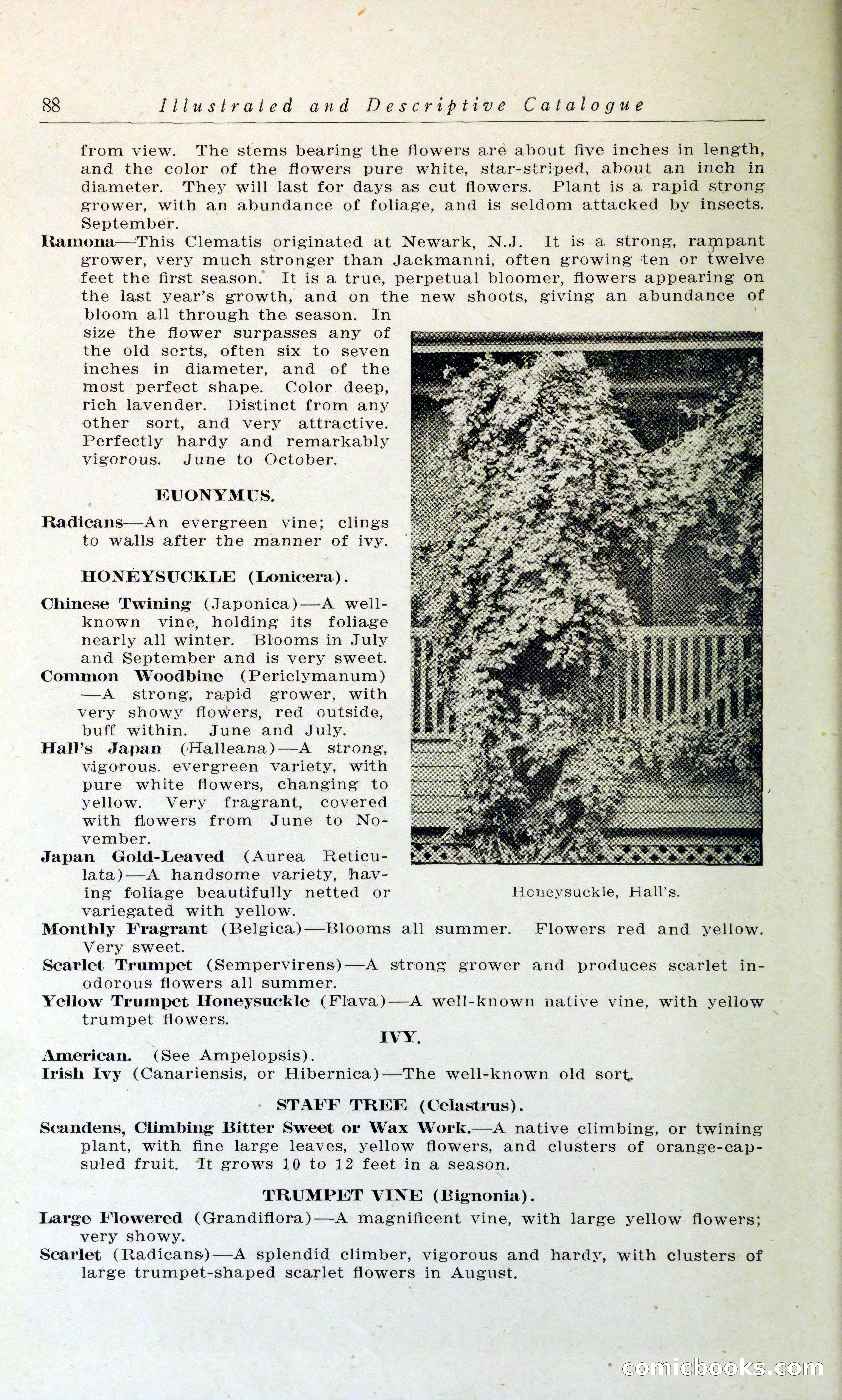 Blue Book of Hardy Trees, Shrubs & Plants — page 92 of 134