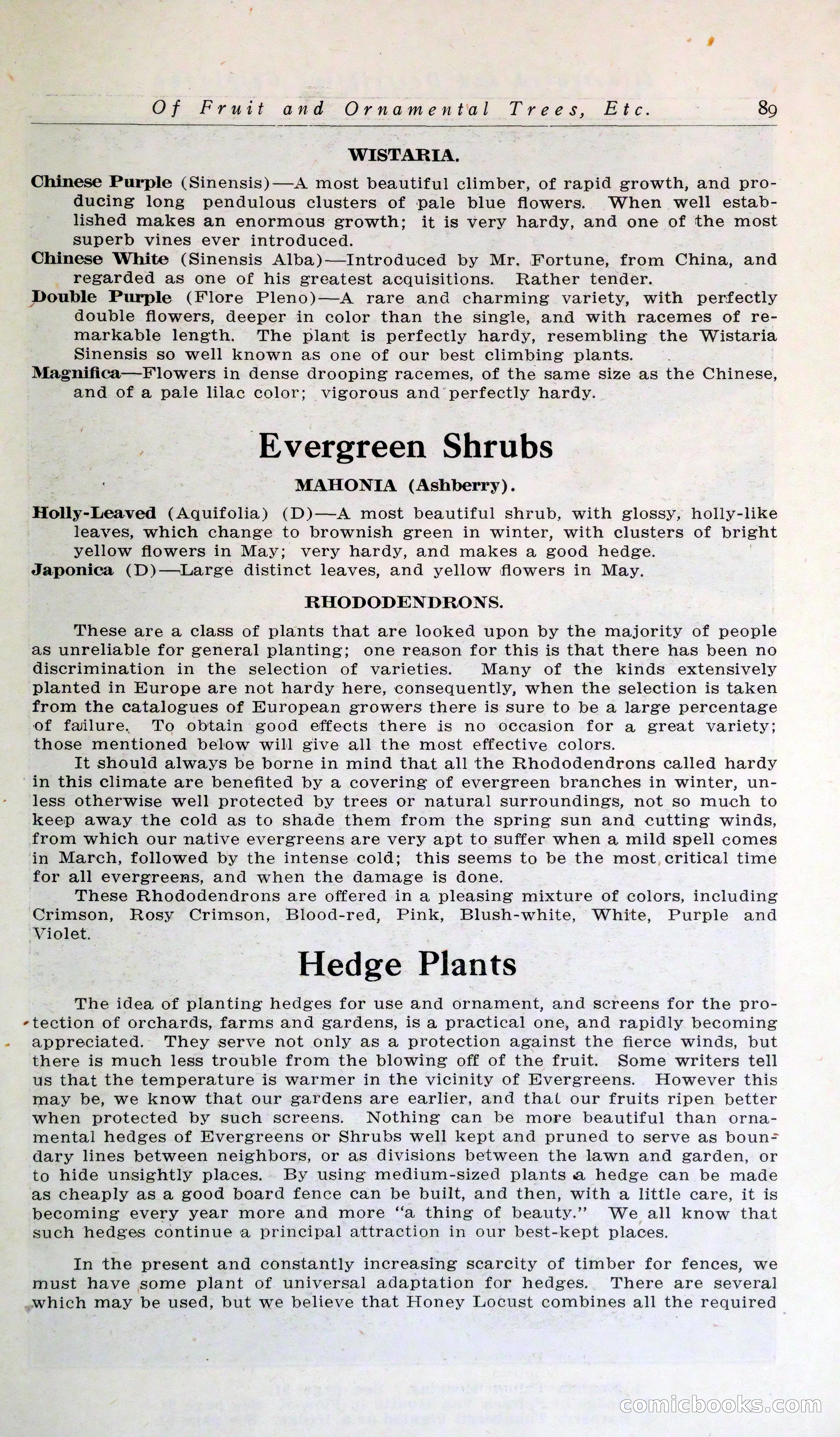 Blue Book of Hardy Trees, Shrubs & Plants — page 93 of 134