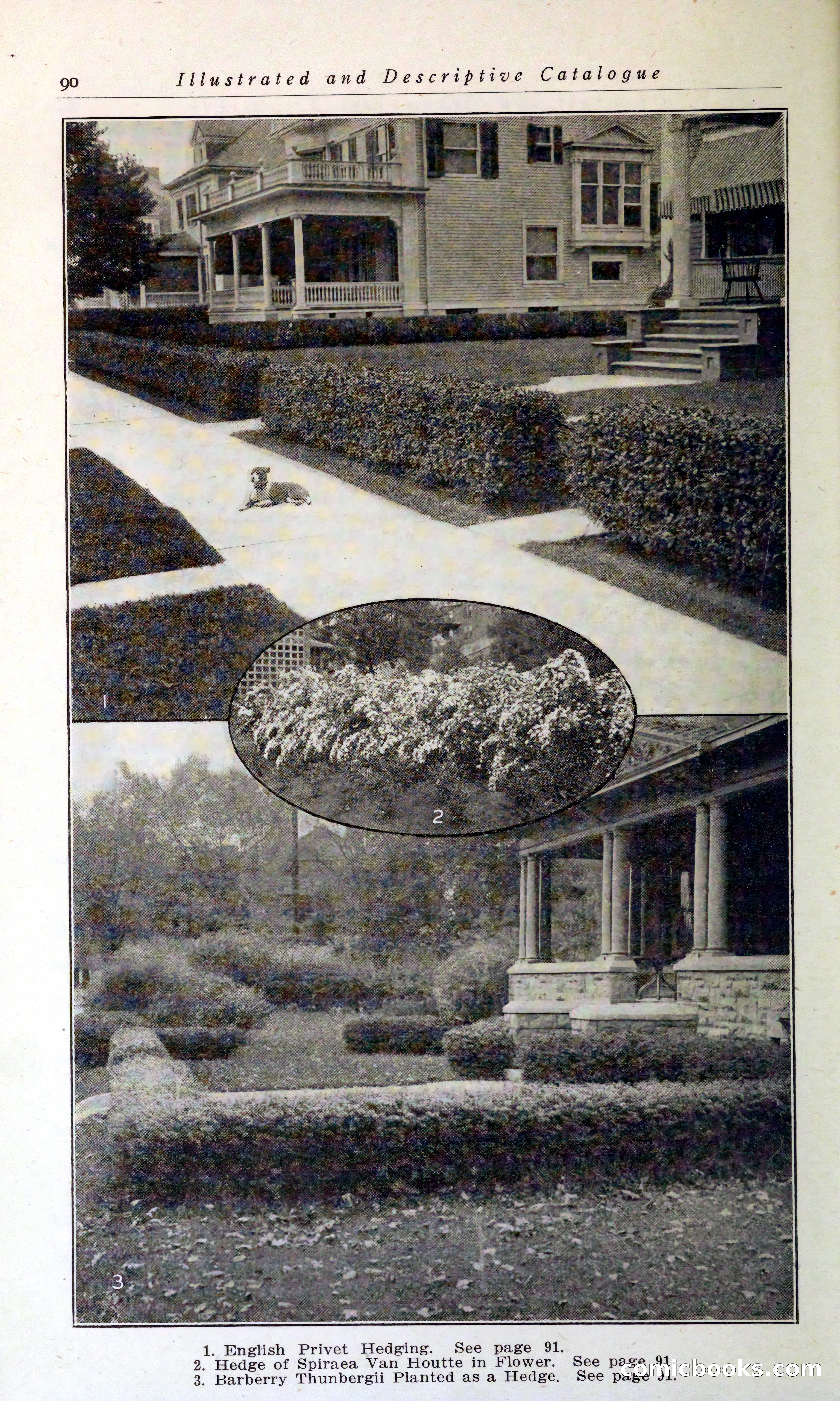 Blue Book of Hardy Trees, Shrubs & Plants — page 94 of 134