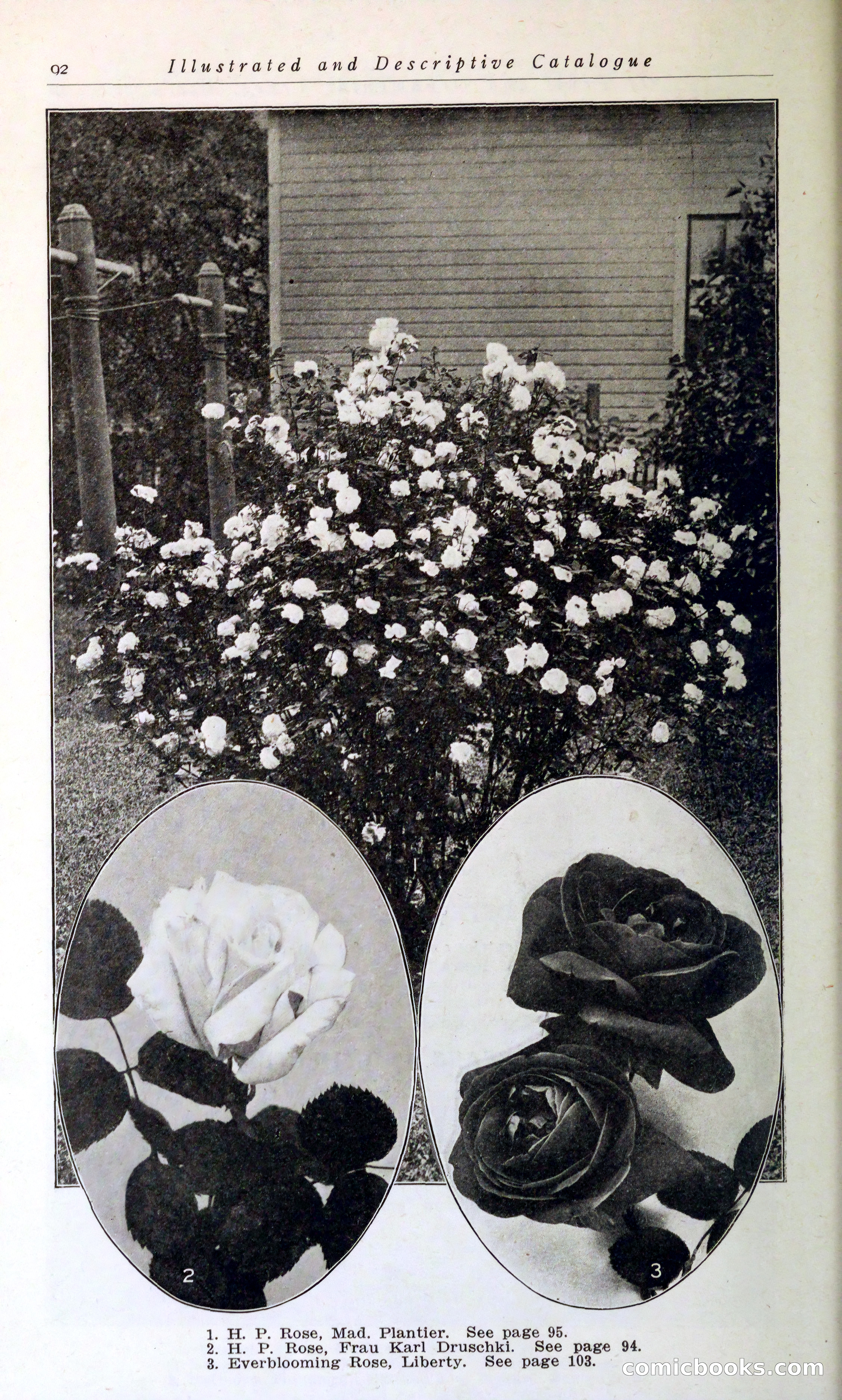 Blue Book of Hardy Trees, Shrubs & Plants — page 96 of 134