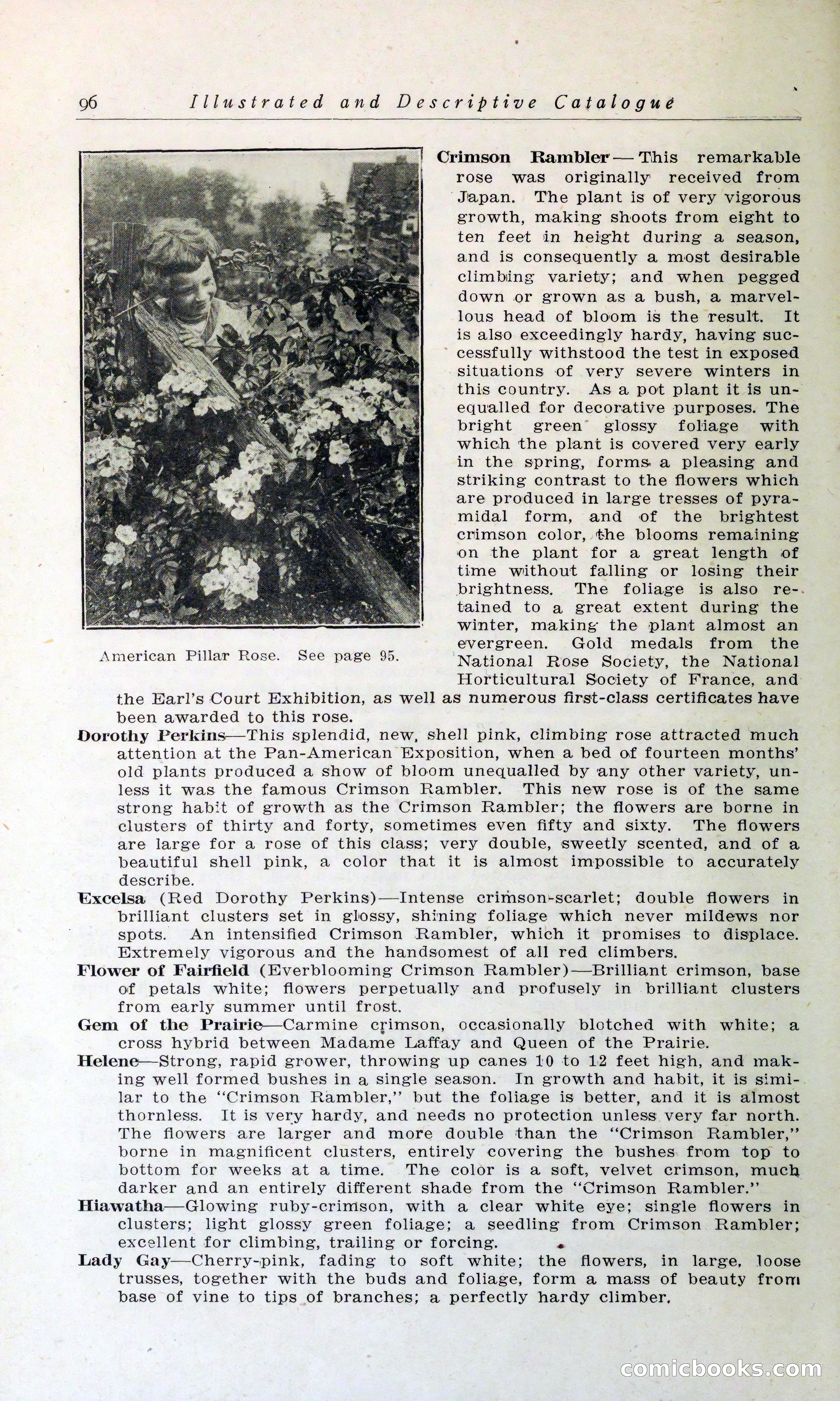 Blue Book of Hardy Trees, Shrubs & Plants — page 100 of 134