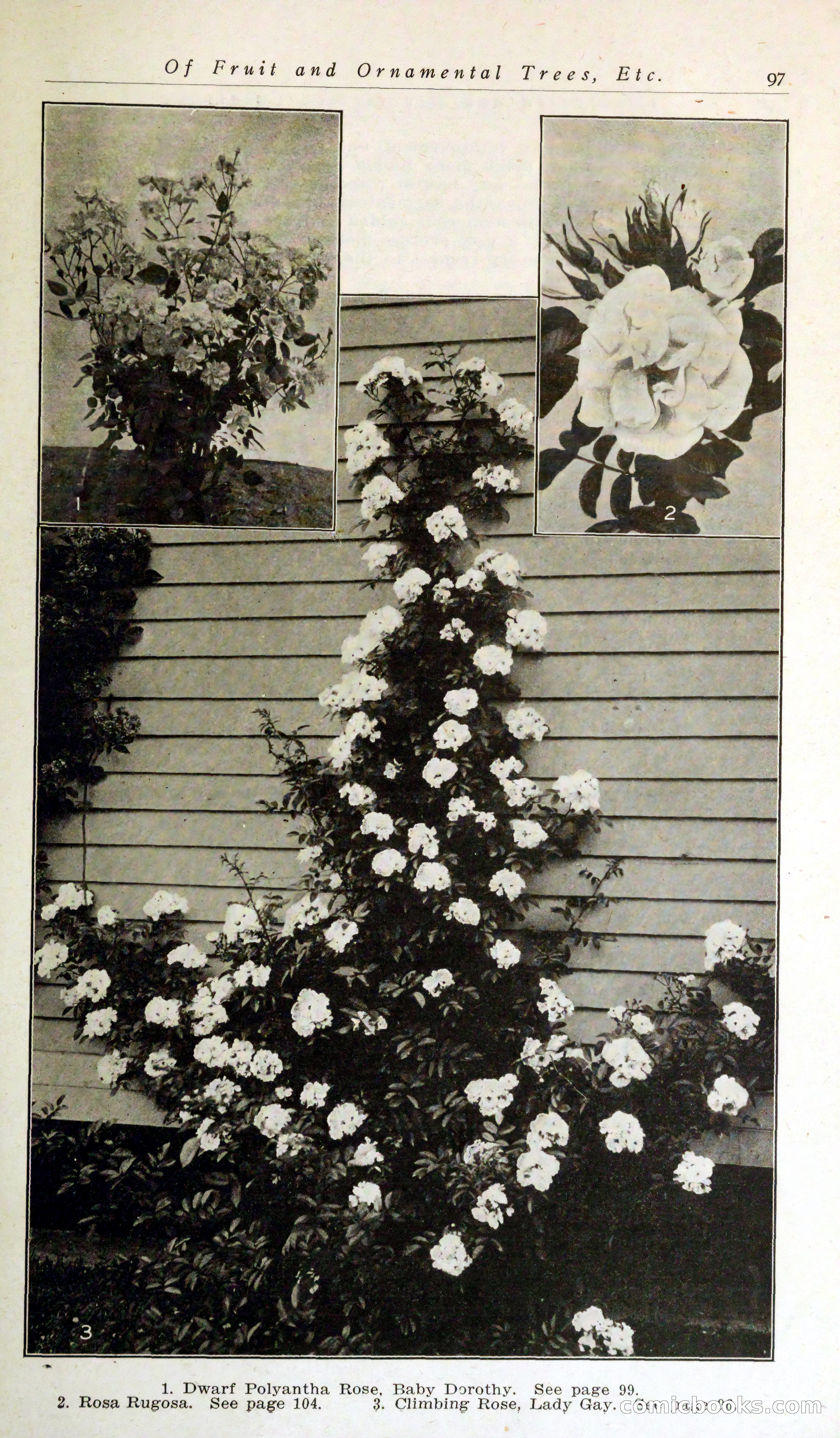 Blue Book of Hardy Trees, Shrubs & Plants — page 101 of 134