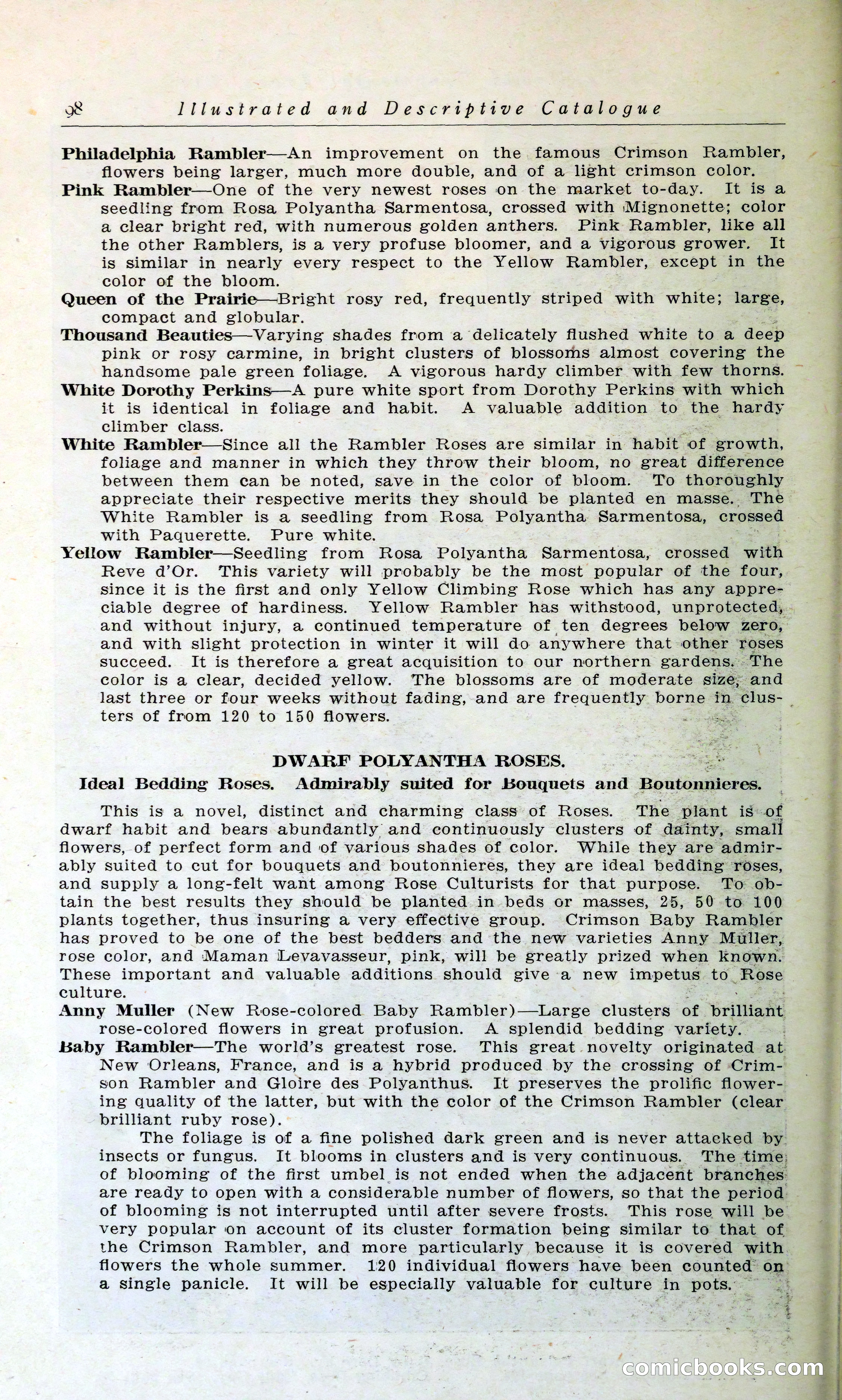 Blue Book of Hardy Trees, Shrubs & Plants — page 102 of 134