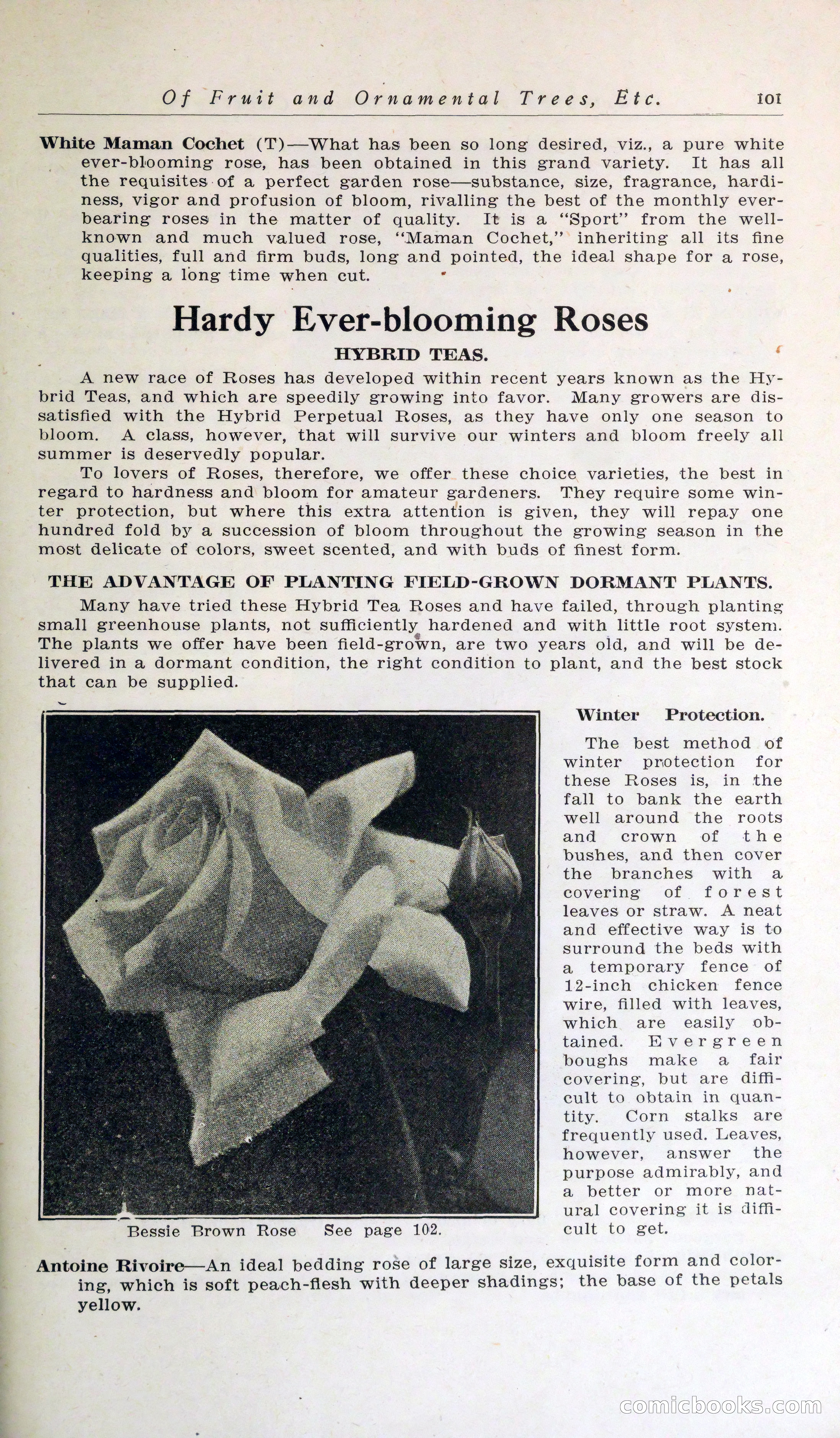 Blue Book of Hardy Trees, Shrubs & Plants — page 105 of 134