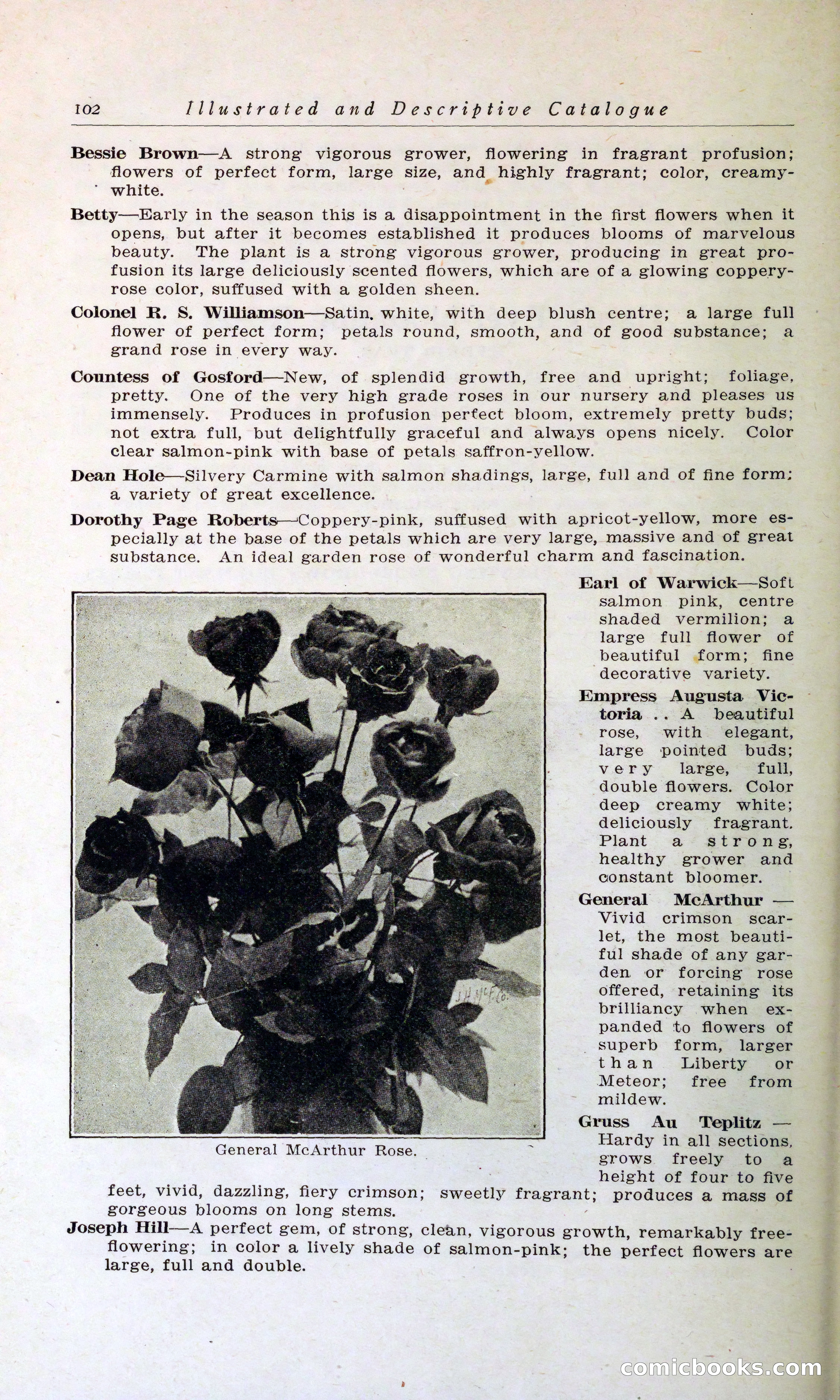 Blue Book of Hardy Trees, Shrubs & Plants — page 106 of 134