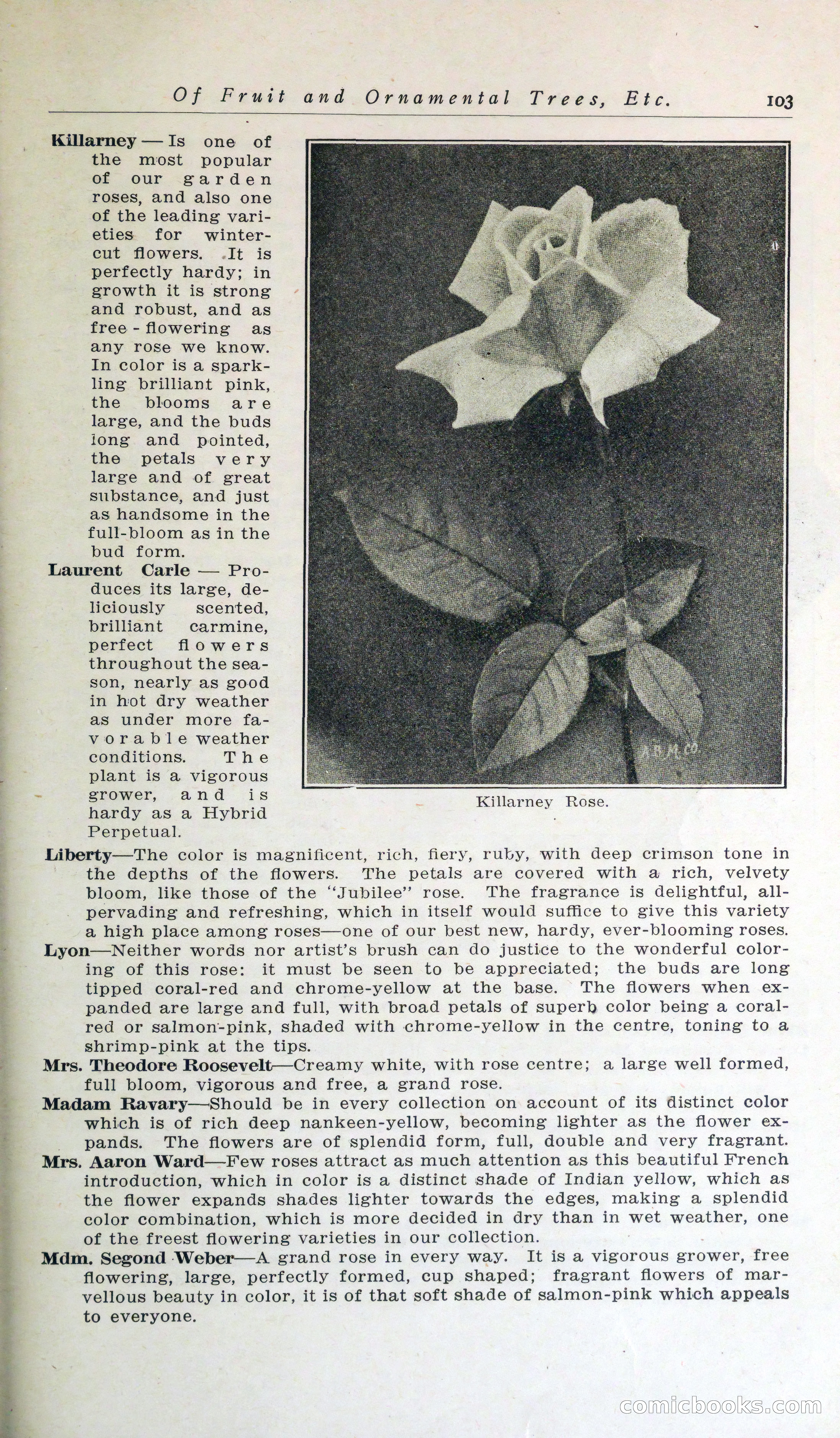 Blue Book of Hardy Trees, Shrubs & Plants — page 107 of 134