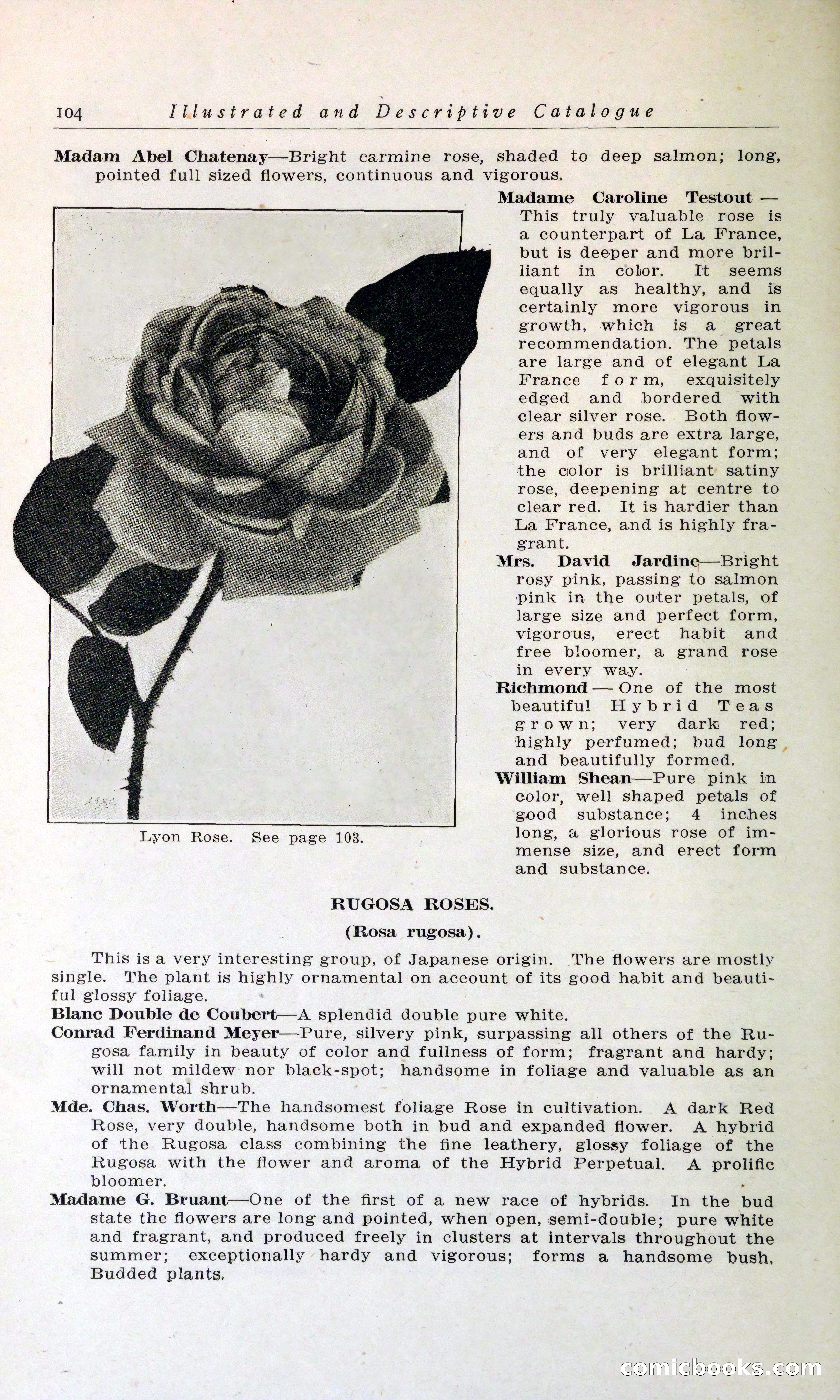 Blue Book of Hardy Trees, Shrubs & Plants — page 108 of 134