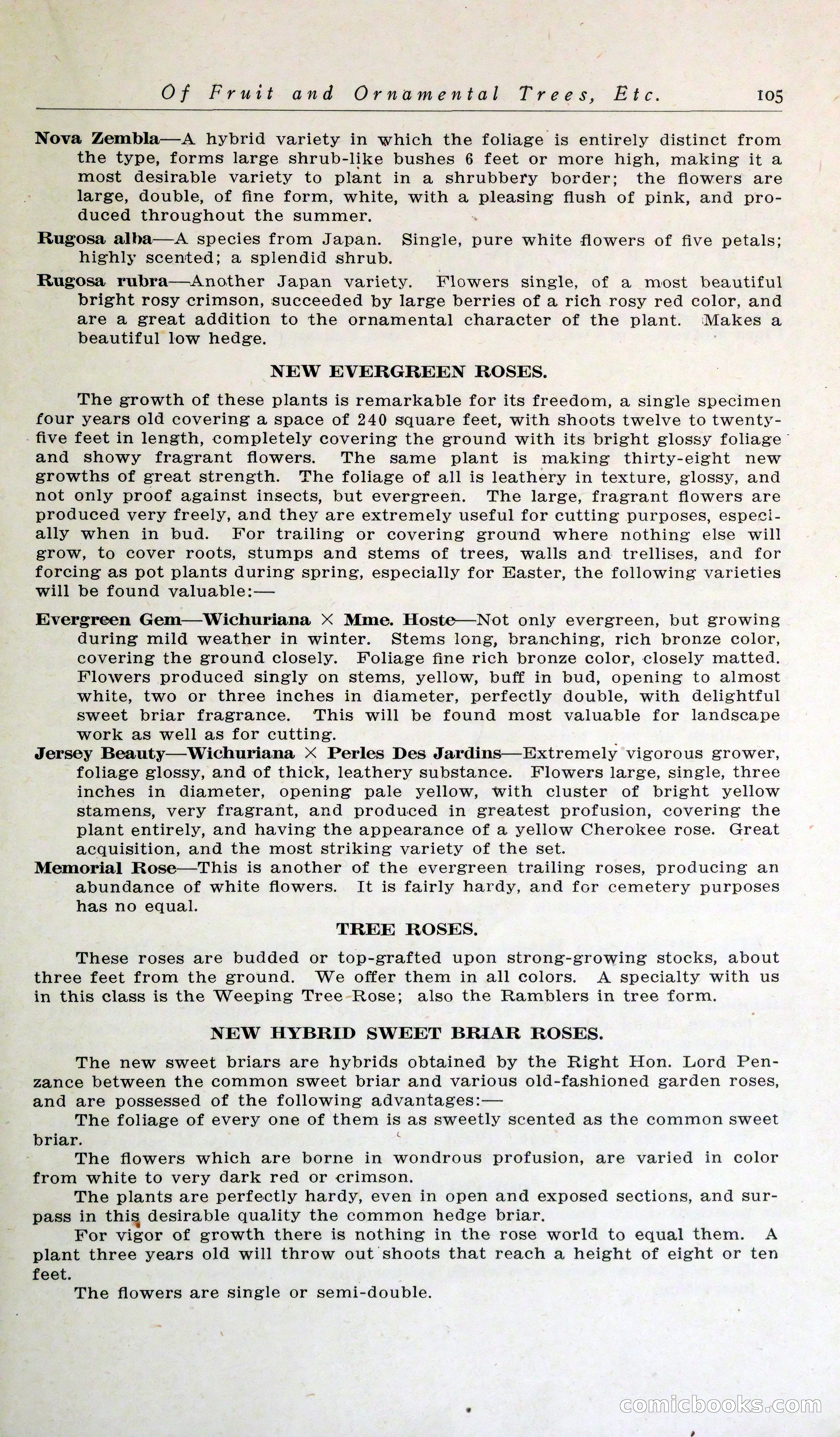 Blue Book of Hardy Trees, Shrubs & Plants — page 109 of 134