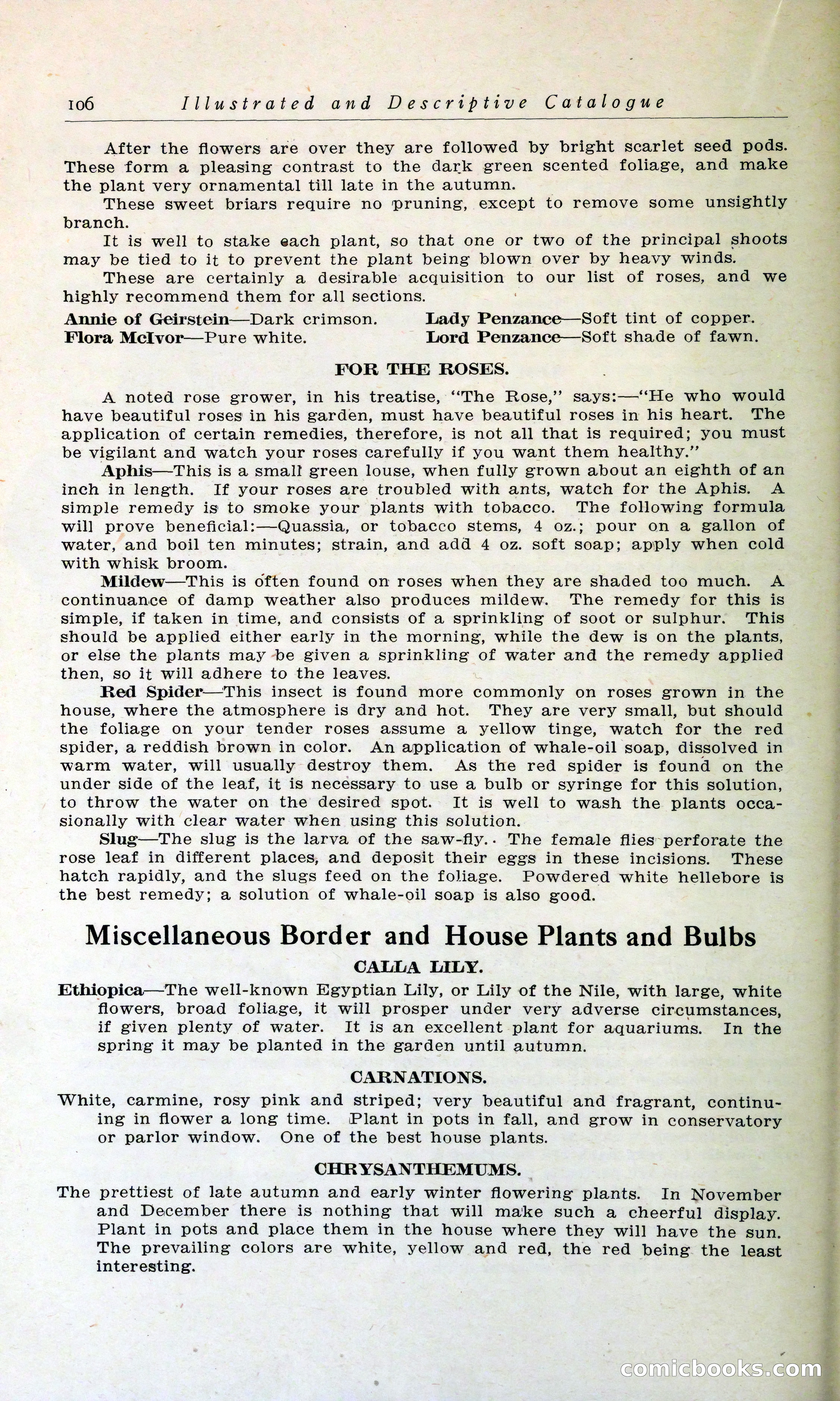 Blue Book of Hardy Trees, Shrubs & Plants — page 110 of 134