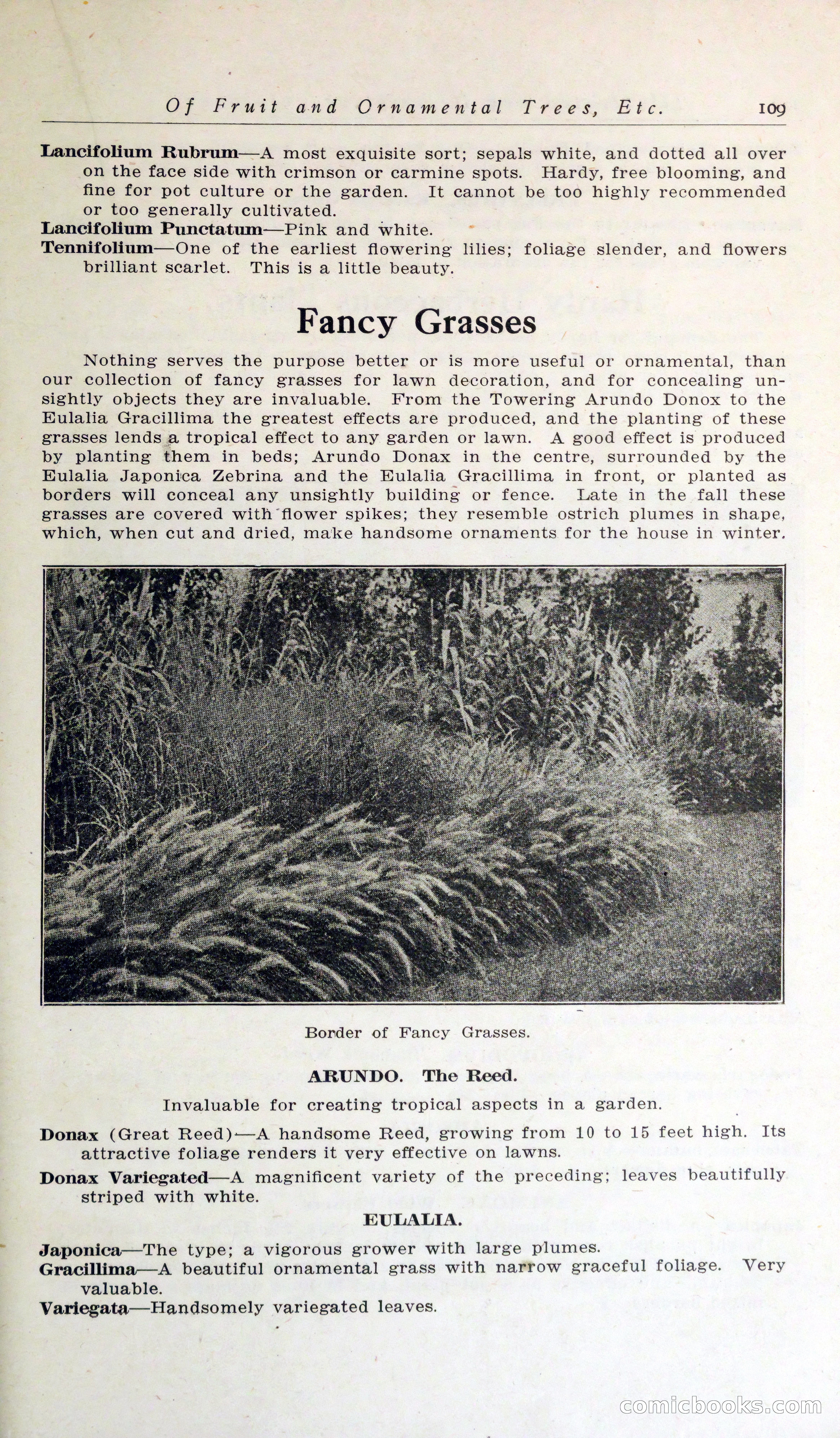 Blue Book of Hardy Trees, Shrubs & Plants — page 113 of 134