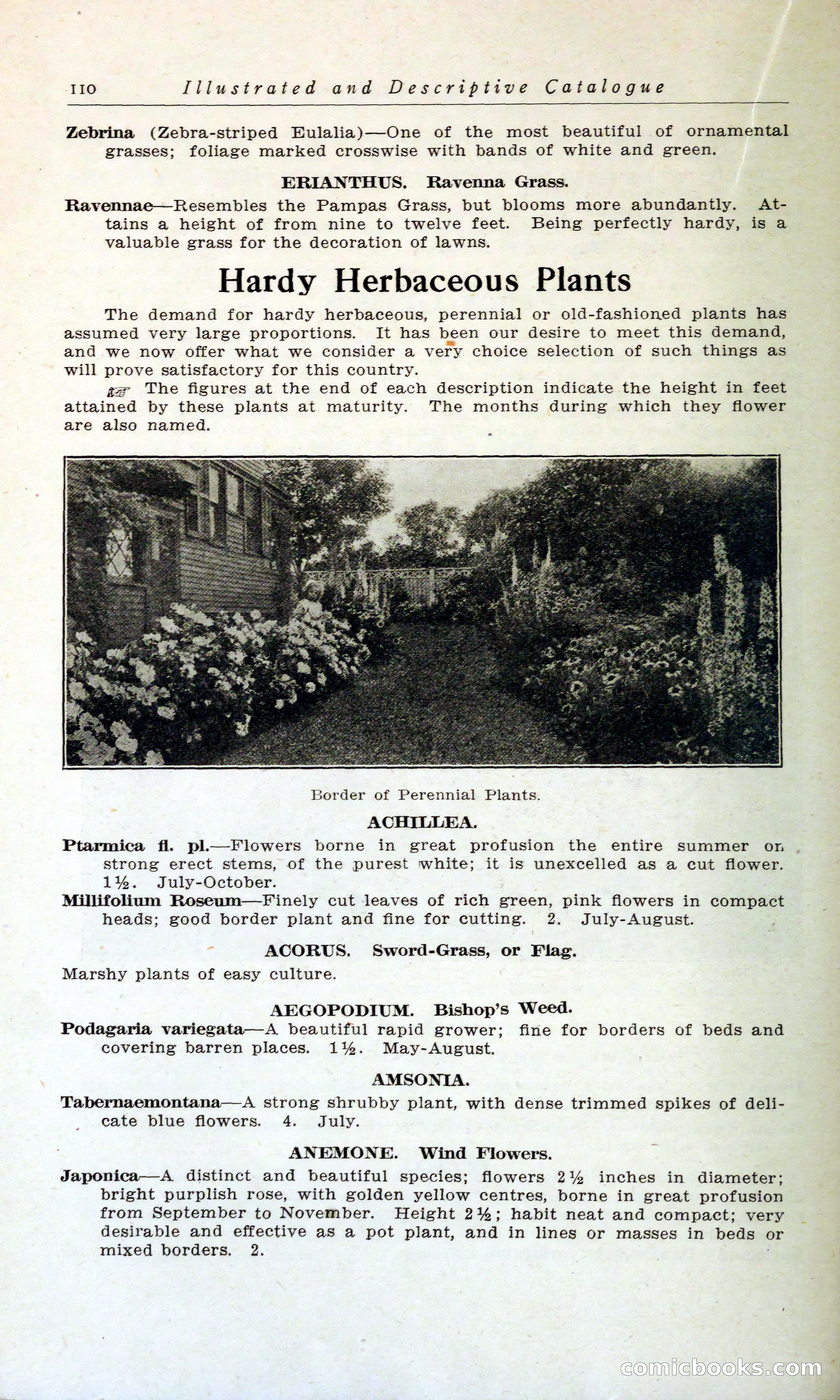 Blue Book of Hardy Trees, Shrubs & Plants — page 114 of 134