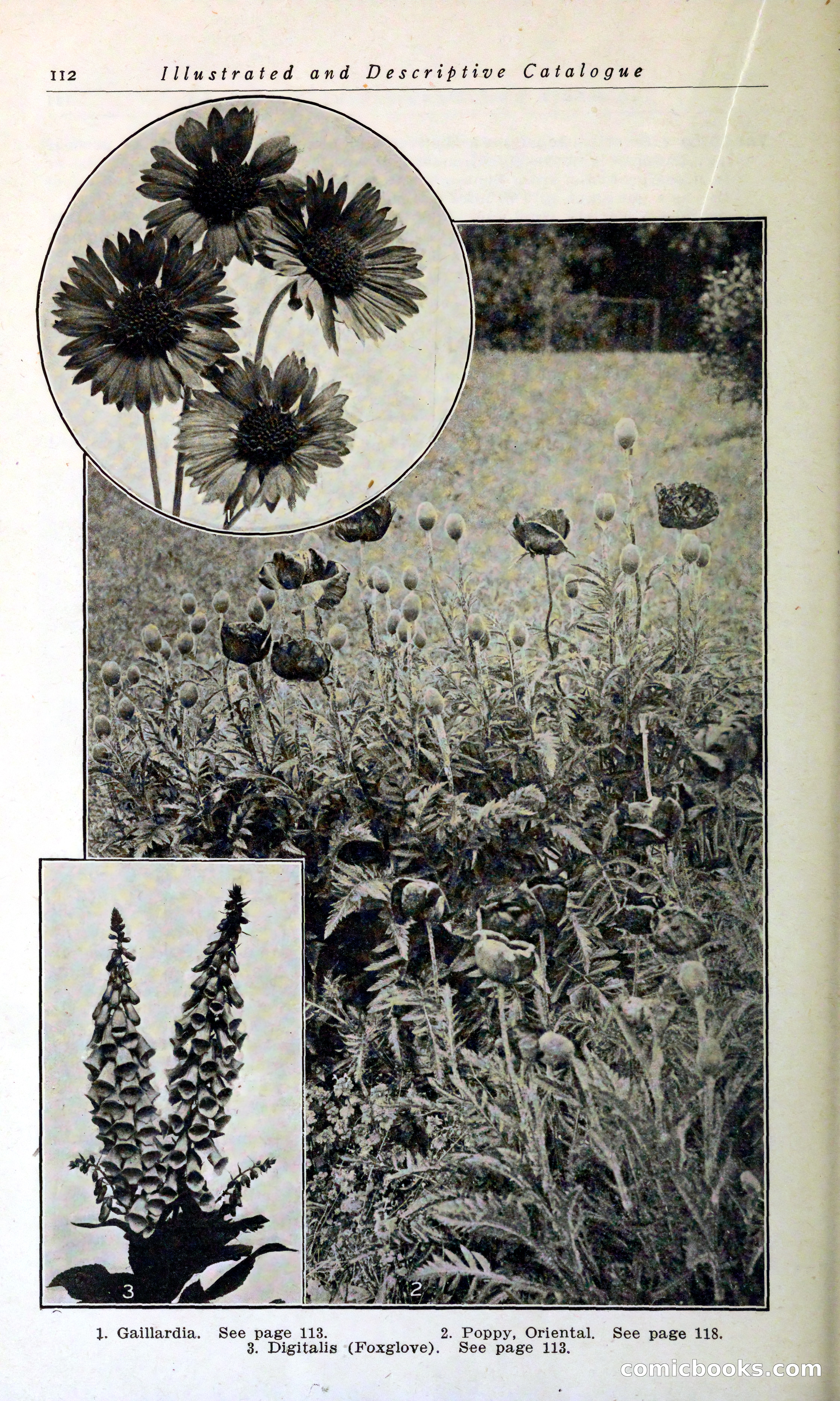 Blue Book of Hardy Trees, Shrubs & Plants — page 116 of 134