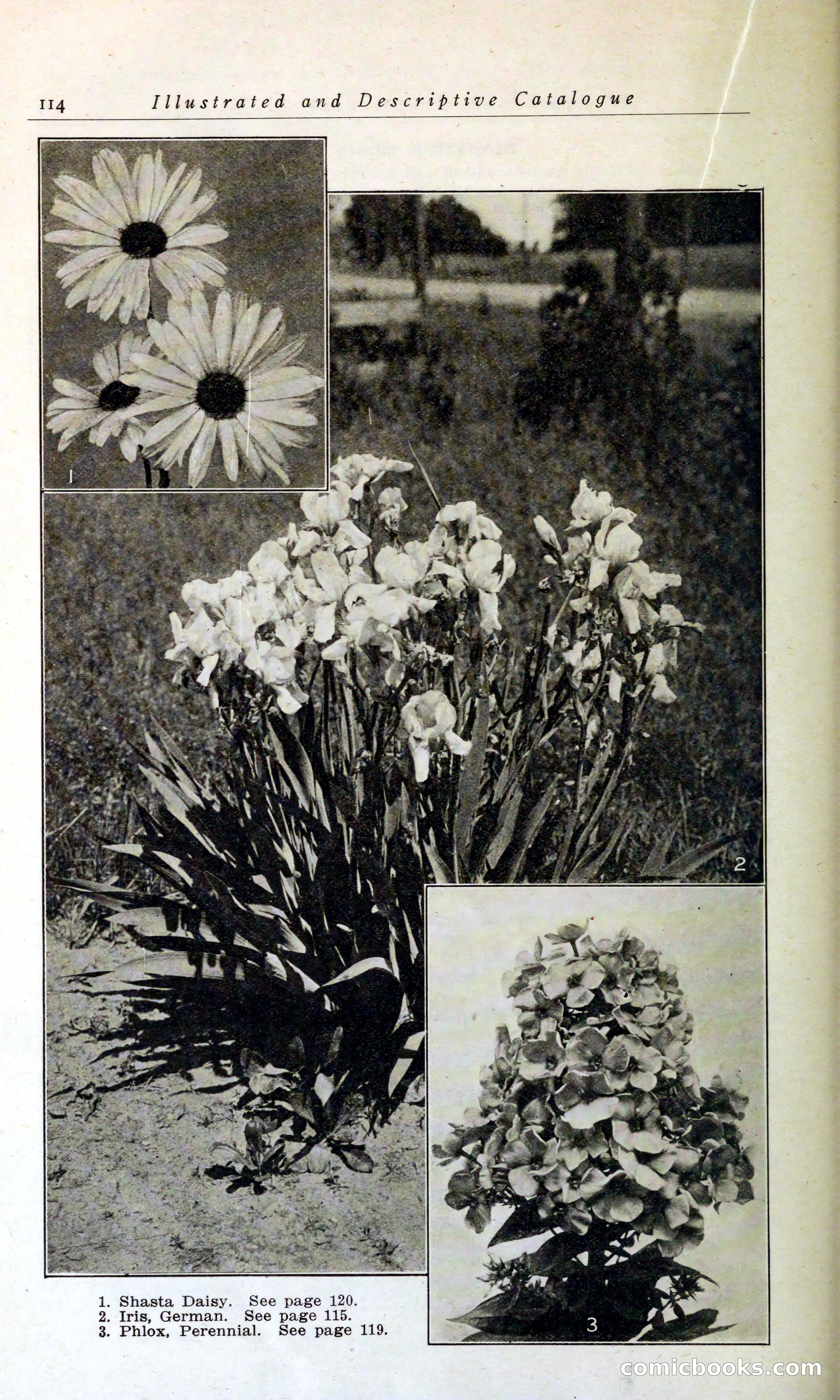 Blue Book of Hardy Trees, Shrubs & Plants — page 118 of 134