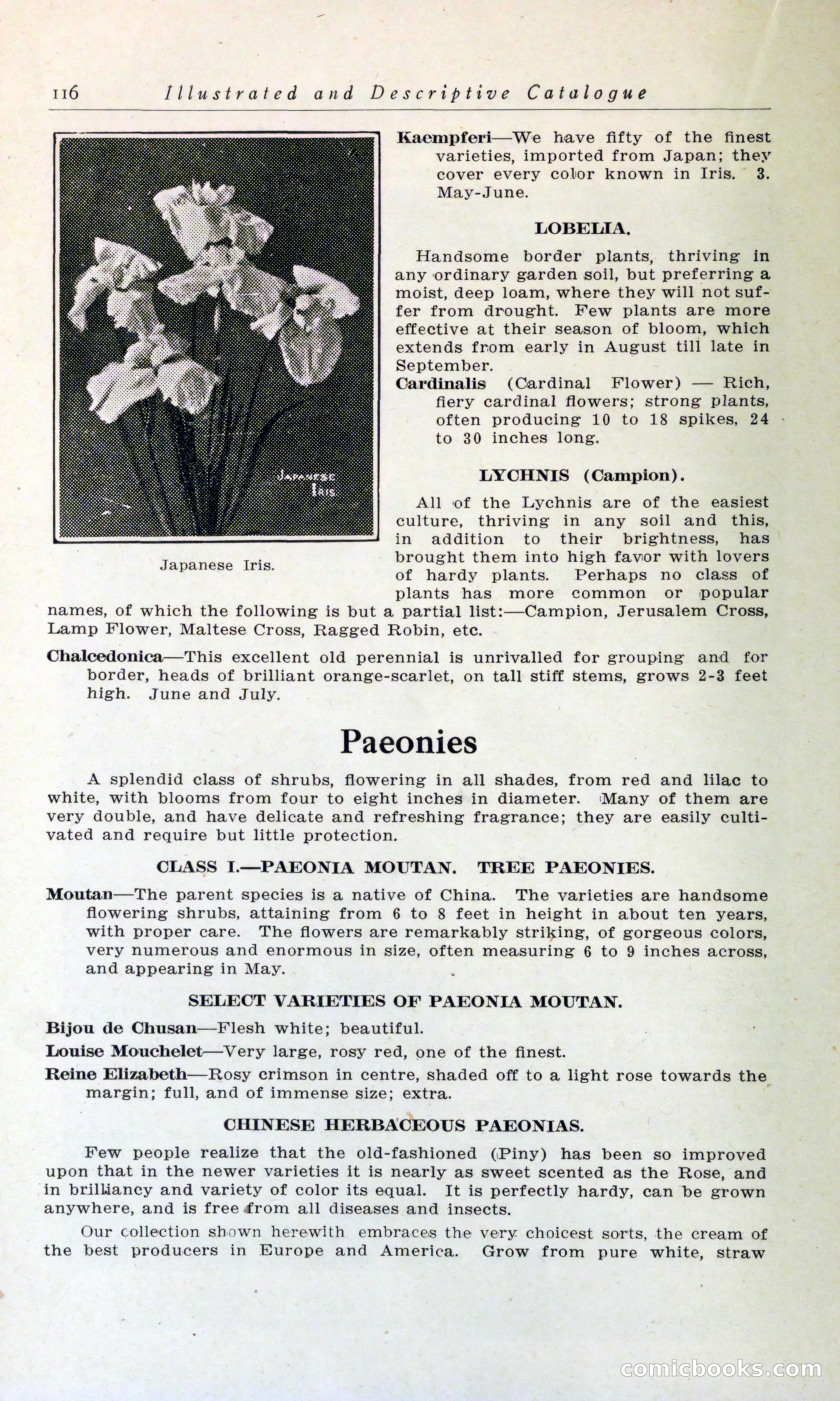 Blue Book of Hardy Trees, Shrubs & Plants — page 120 of 134