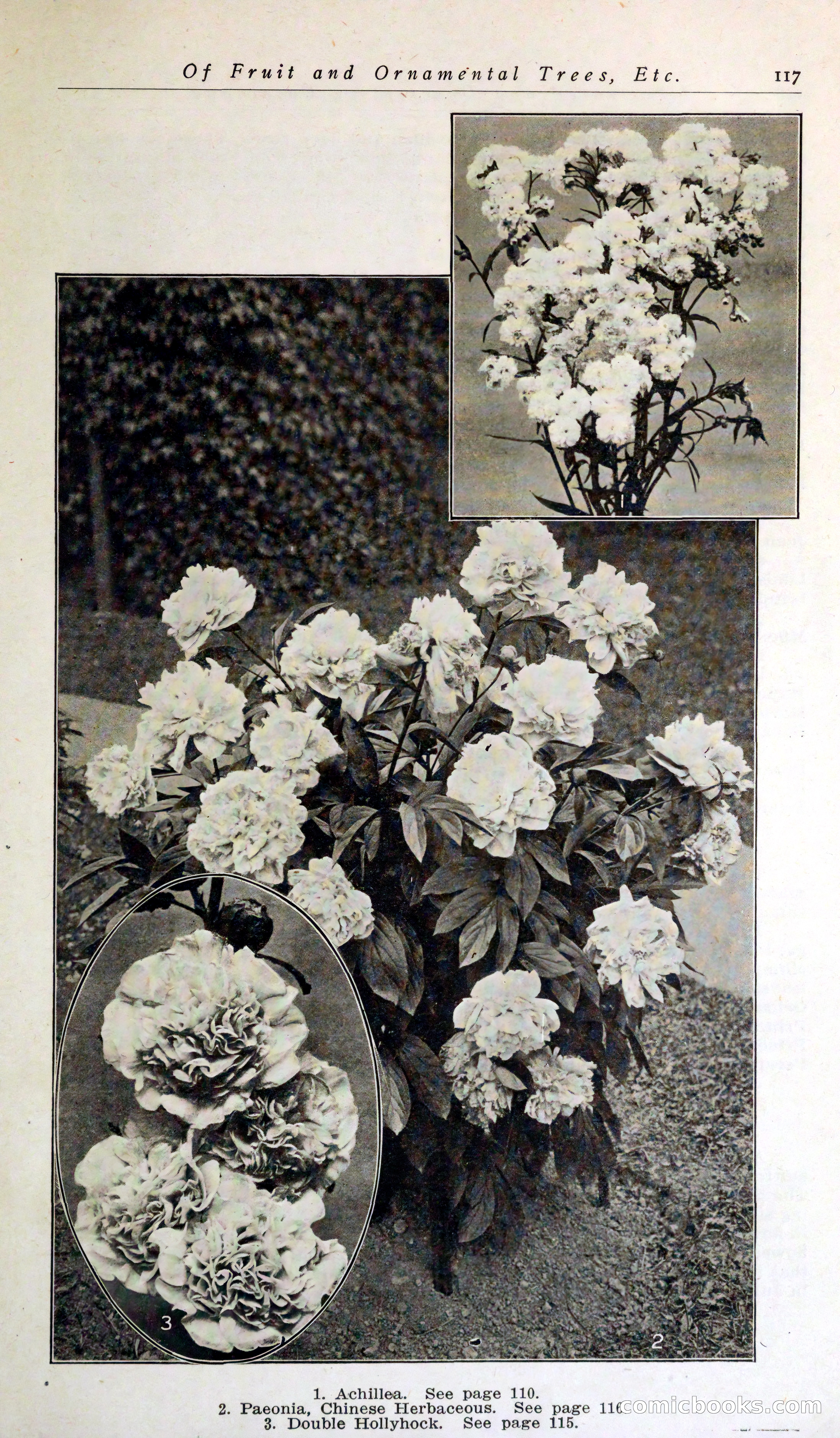 Blue Book of Hardy Trees, Shrubs & Plants — page 121 of 134