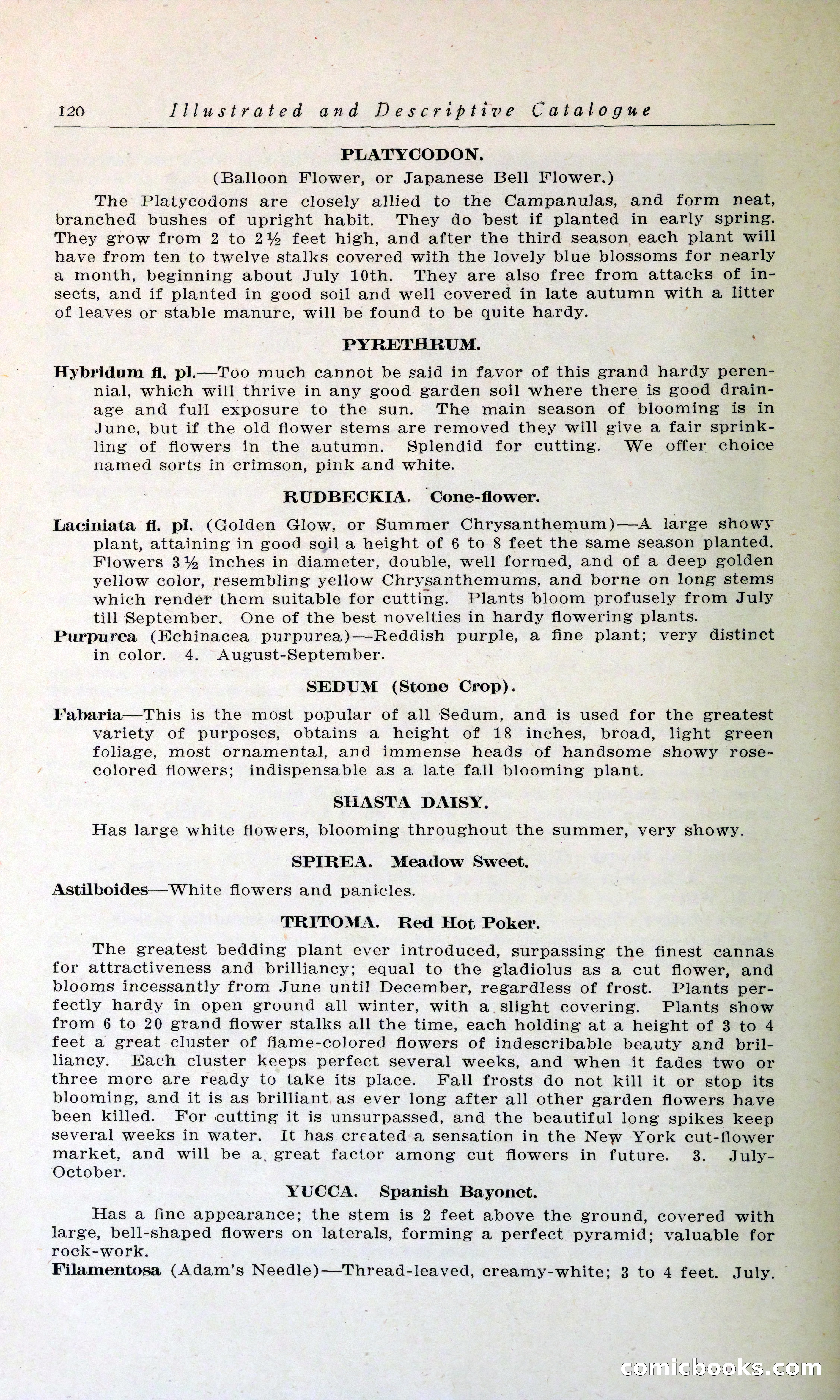 Blue Book of Hardy Trees, Shrubs & Plants — page 124 of 134