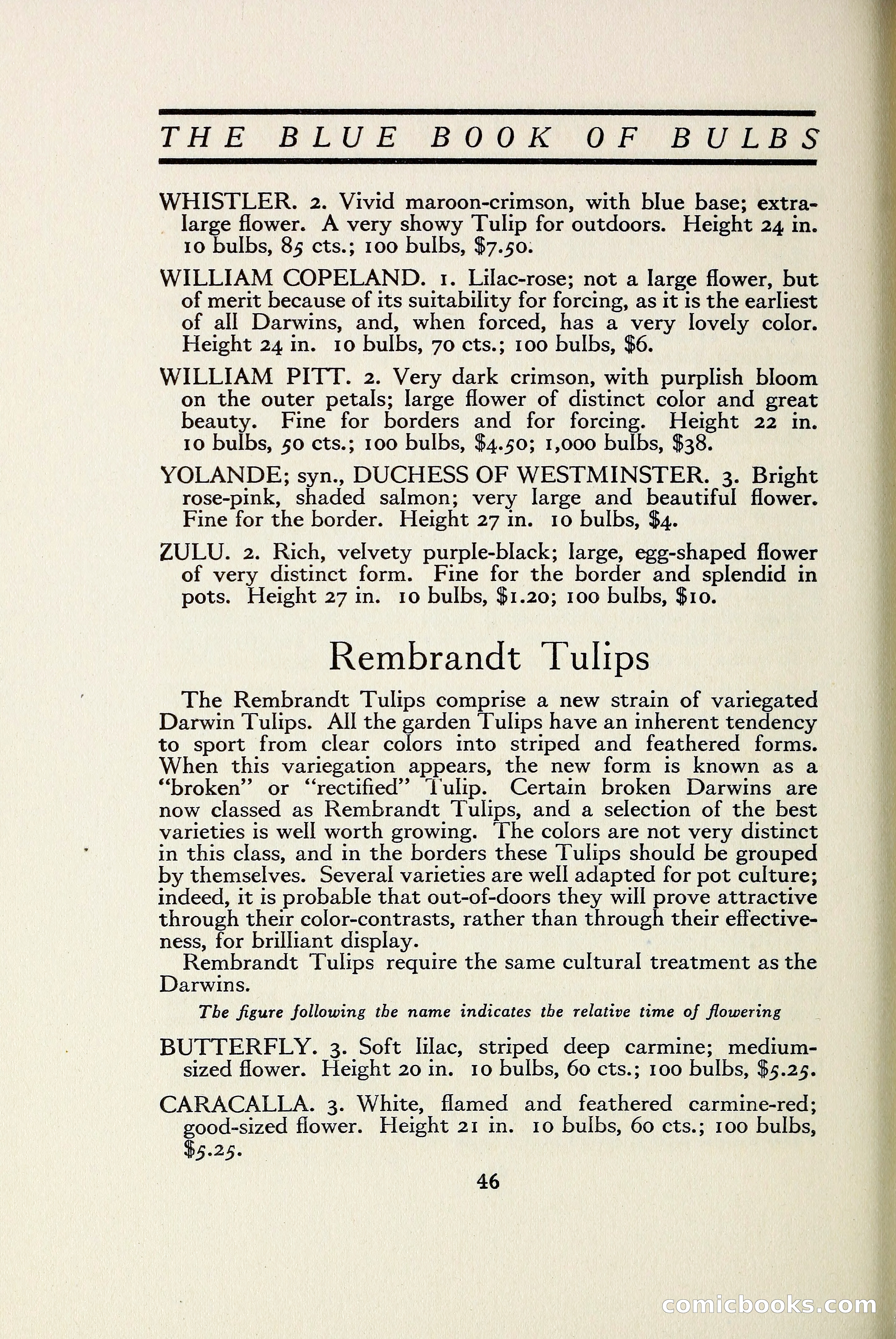 The Blue Book of Bulbs — page 53 of 97