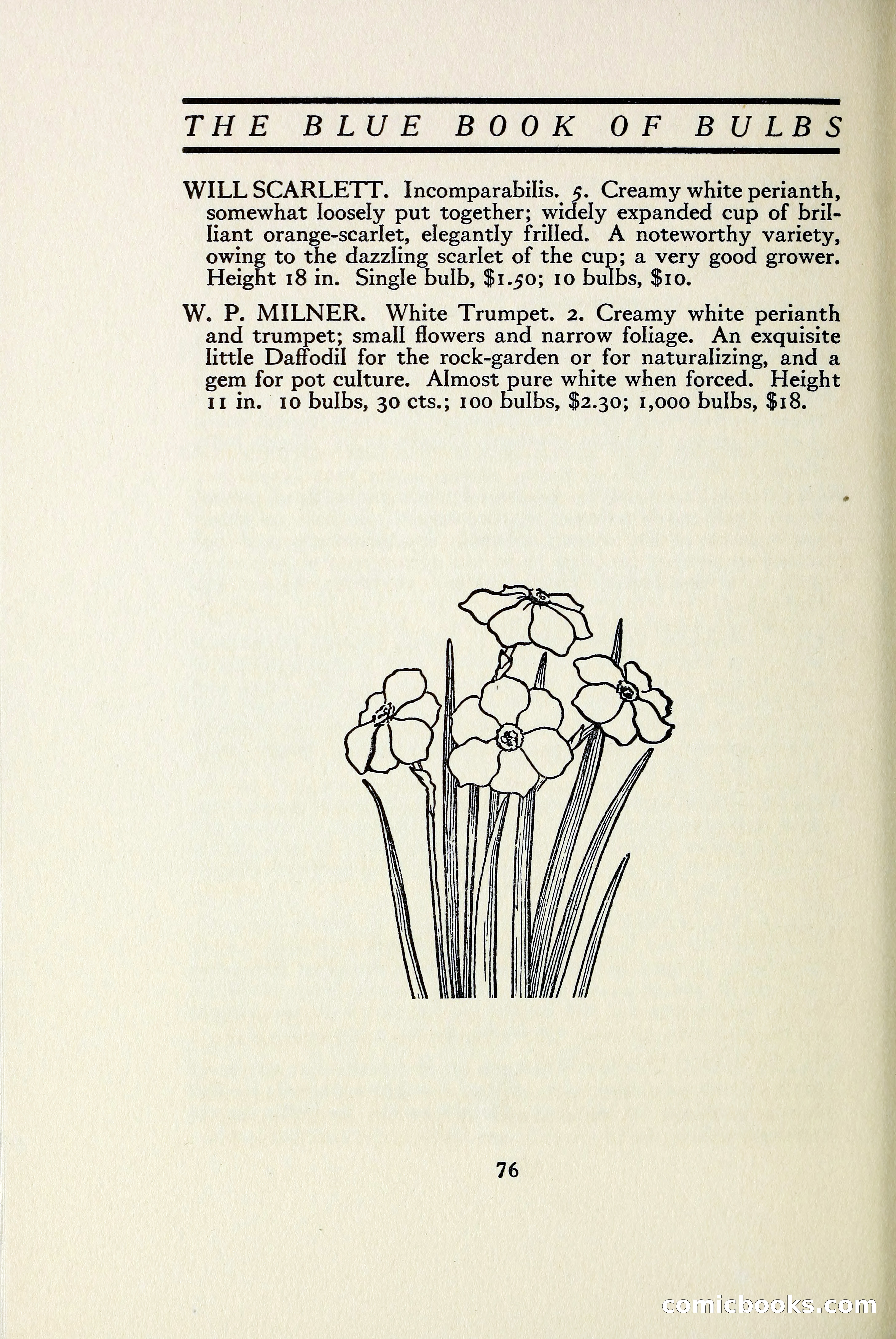The Blue Book of Bulbs — page 83 of 97