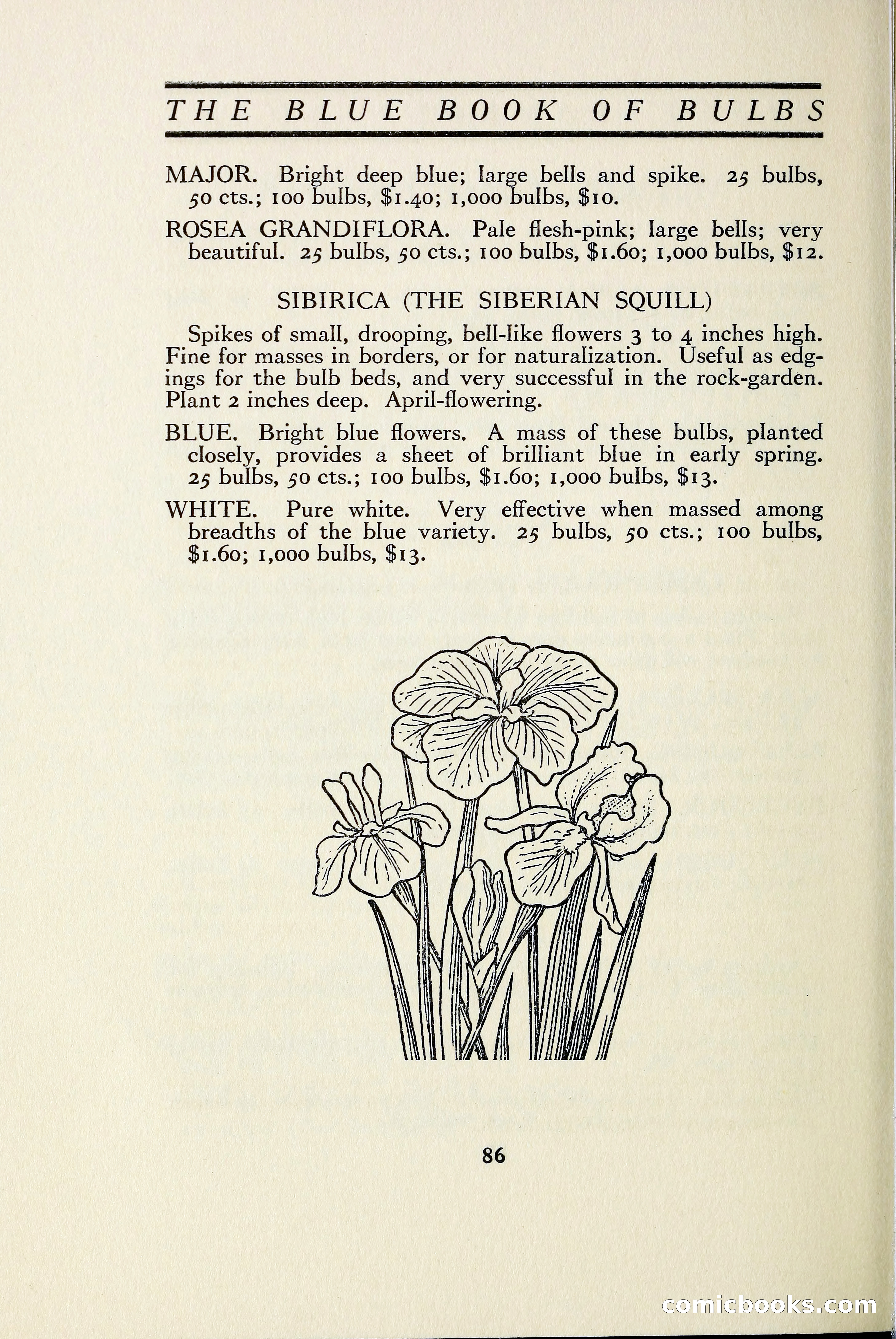 The Blue Book of Bulbs — page 95 of 97