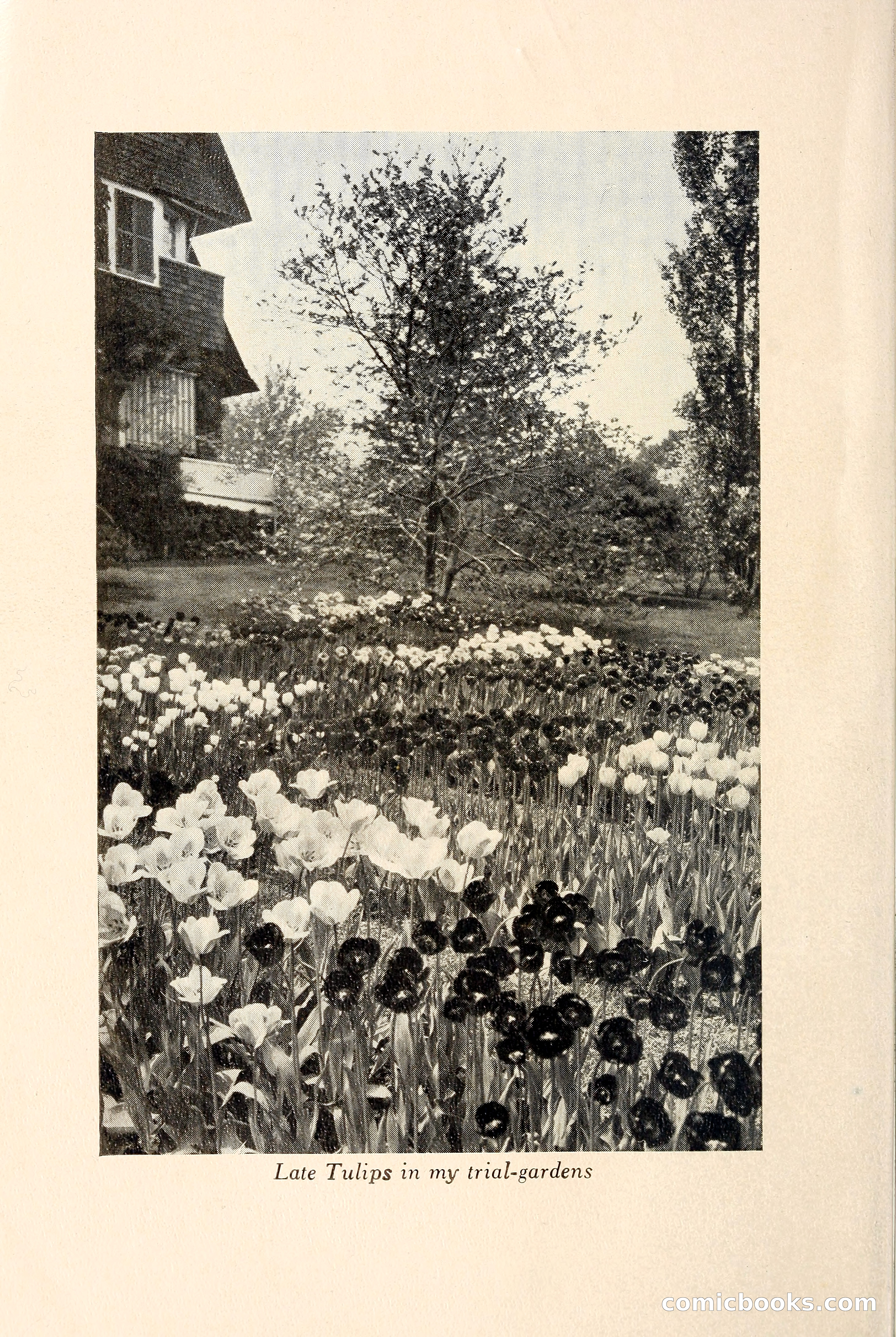 Blue Book of Bulbs — page 7 of 109