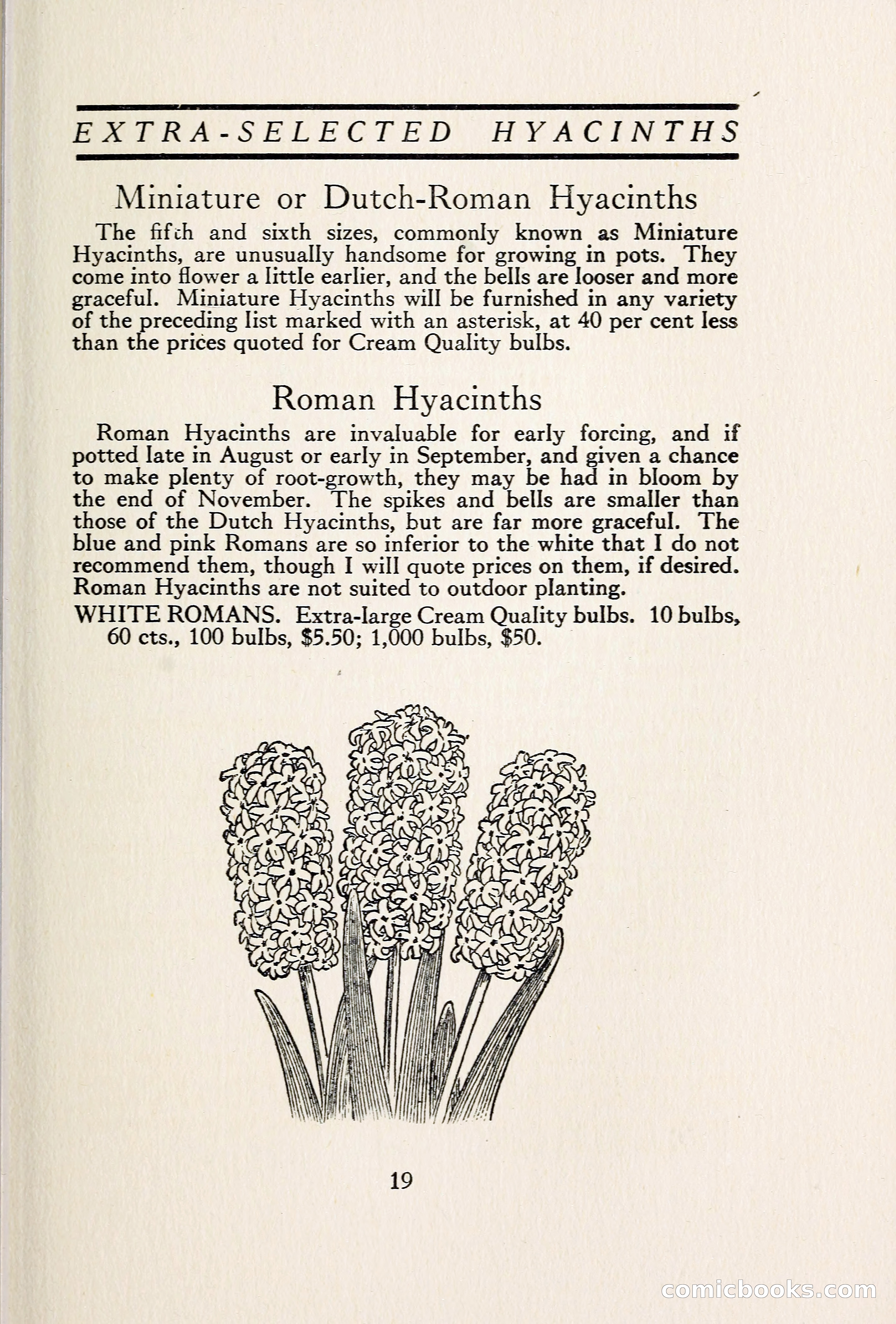 Blue Book of Bulbs — page 26 of 109