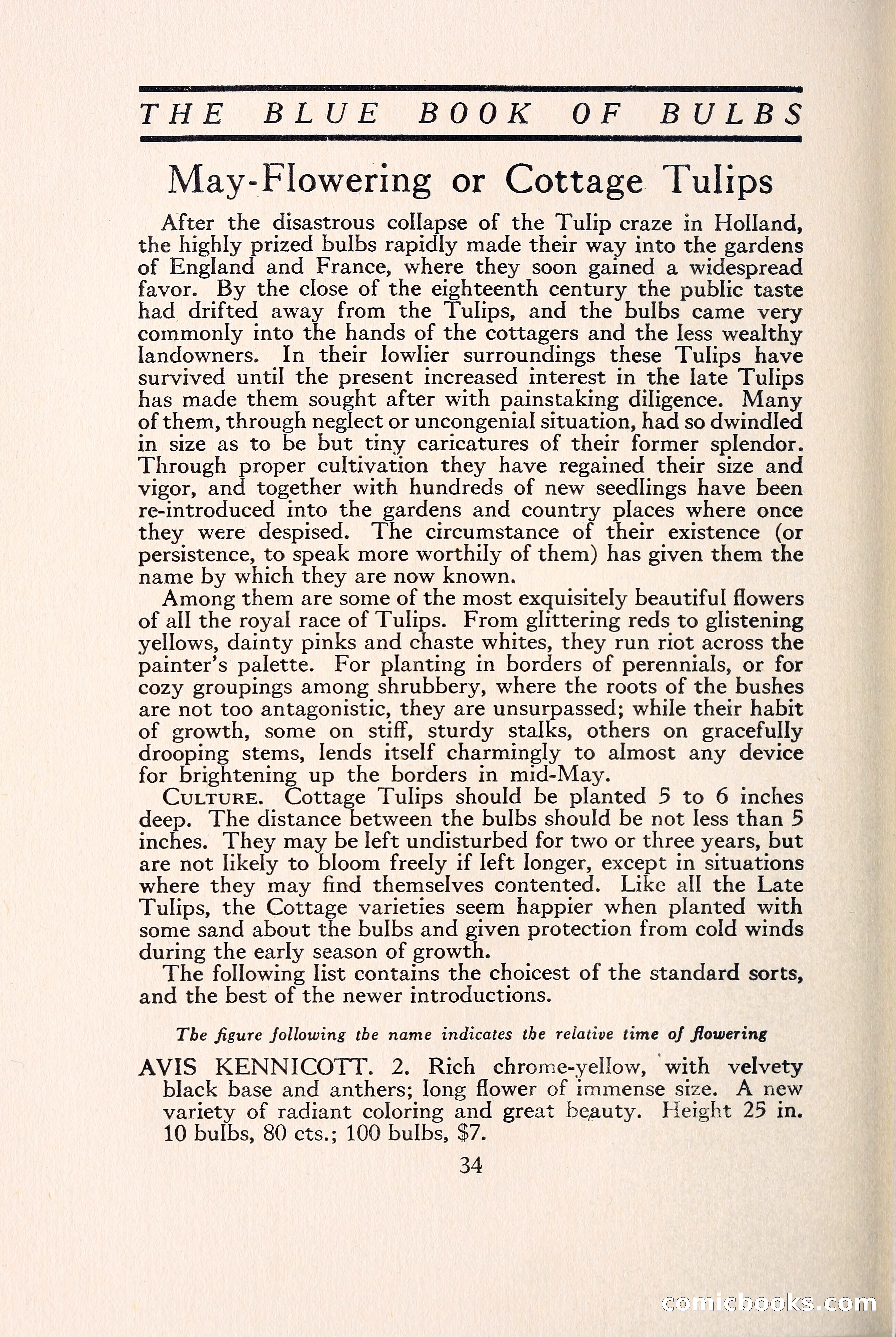 Blue Book of Bulbs — page 41 of 109