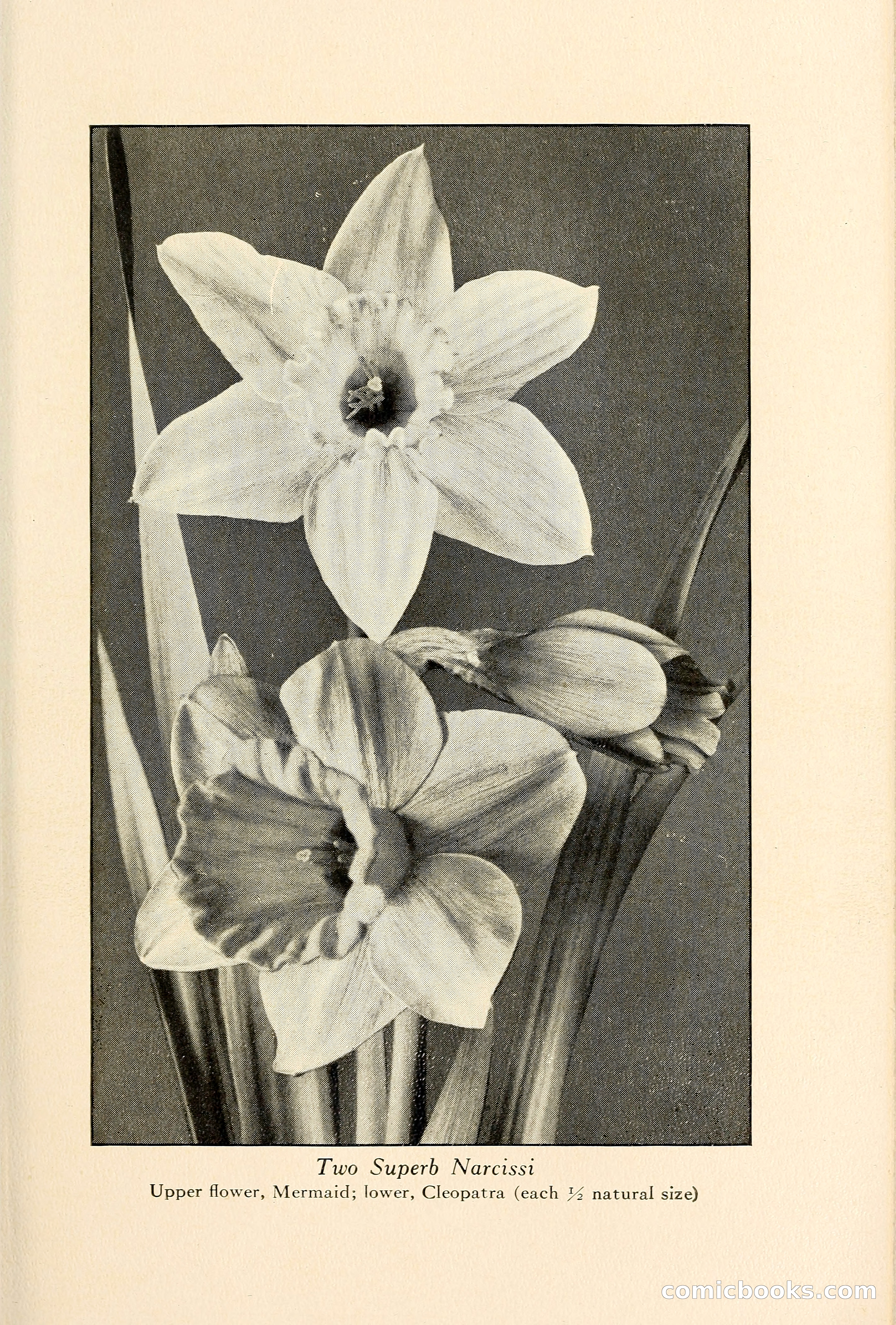 Blue Book of Bulbs — page 74 of 109