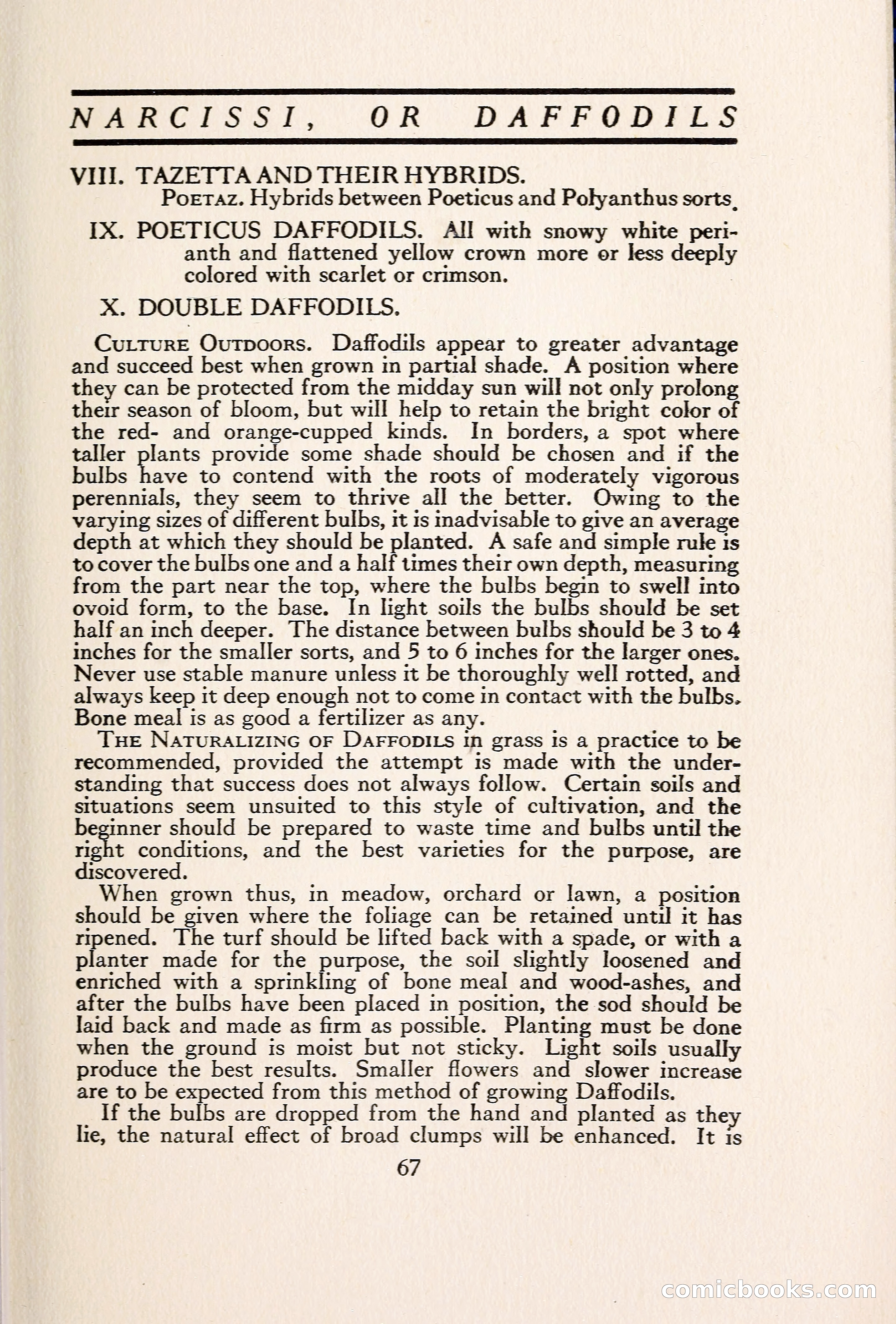 Blue Book of Bulbs — page 76 of 109