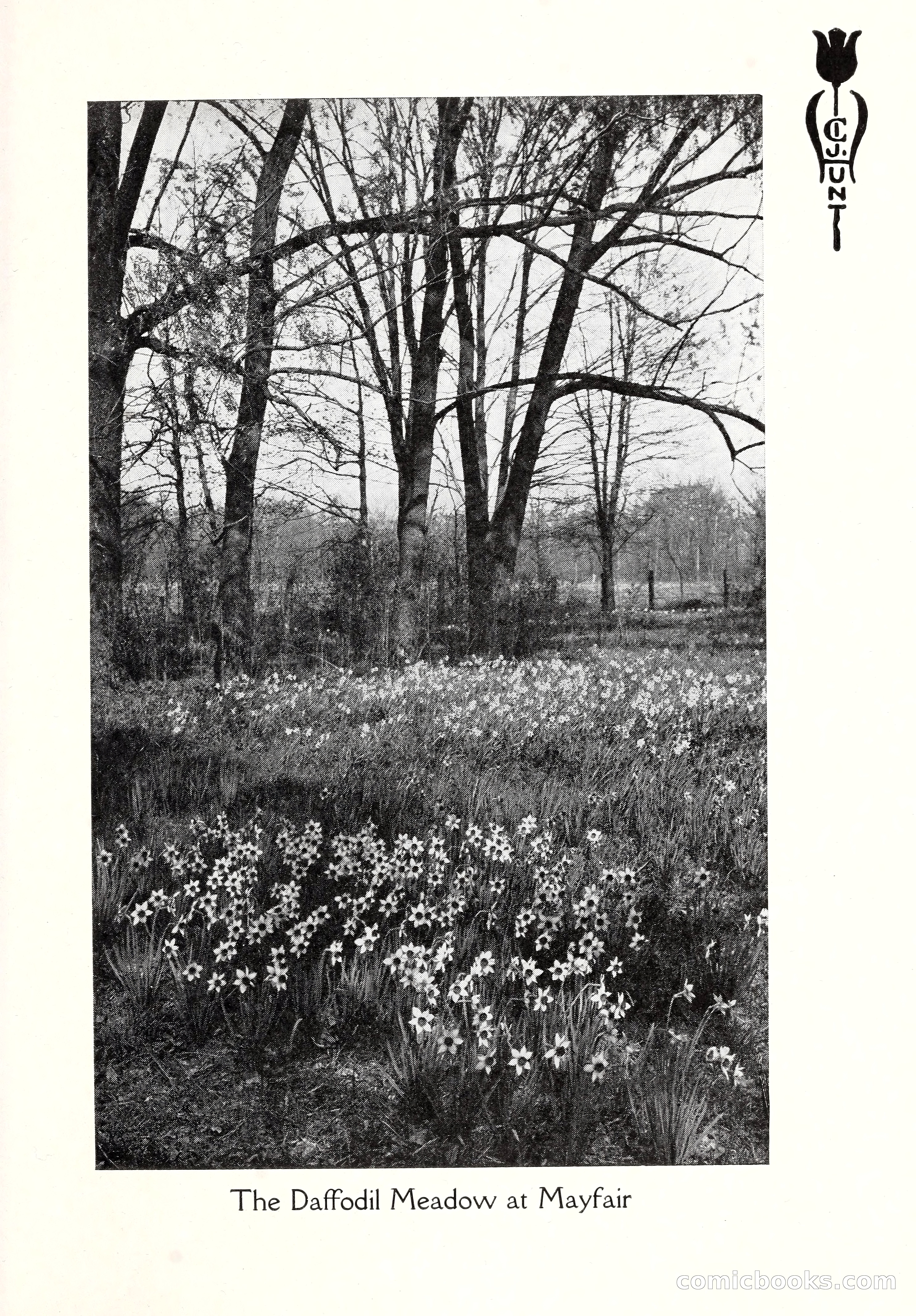 Blue Book of Bulbs, 1929 — page 16 of 125