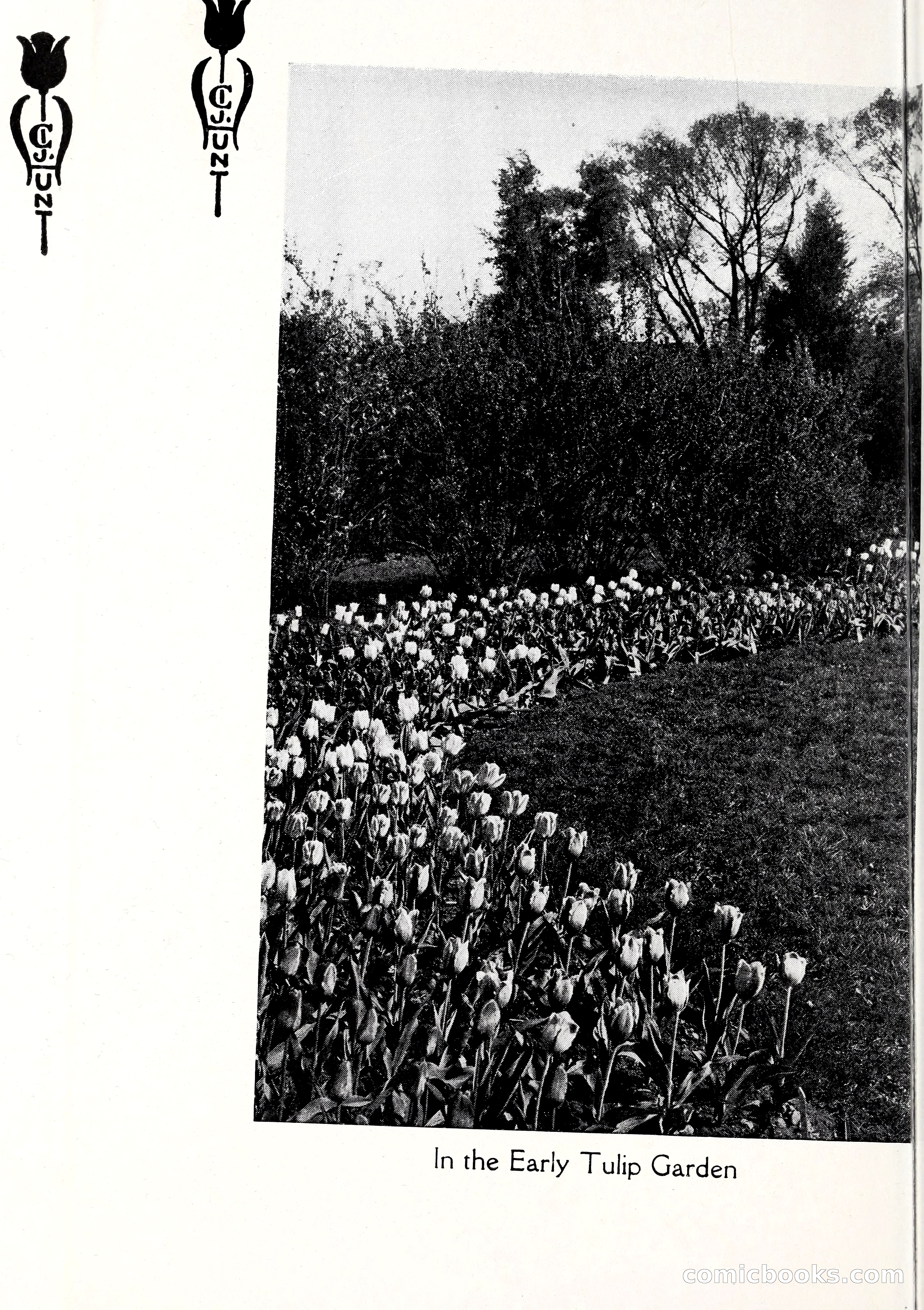 Blue Book of Bulbs, 1929 — page 25 of 125