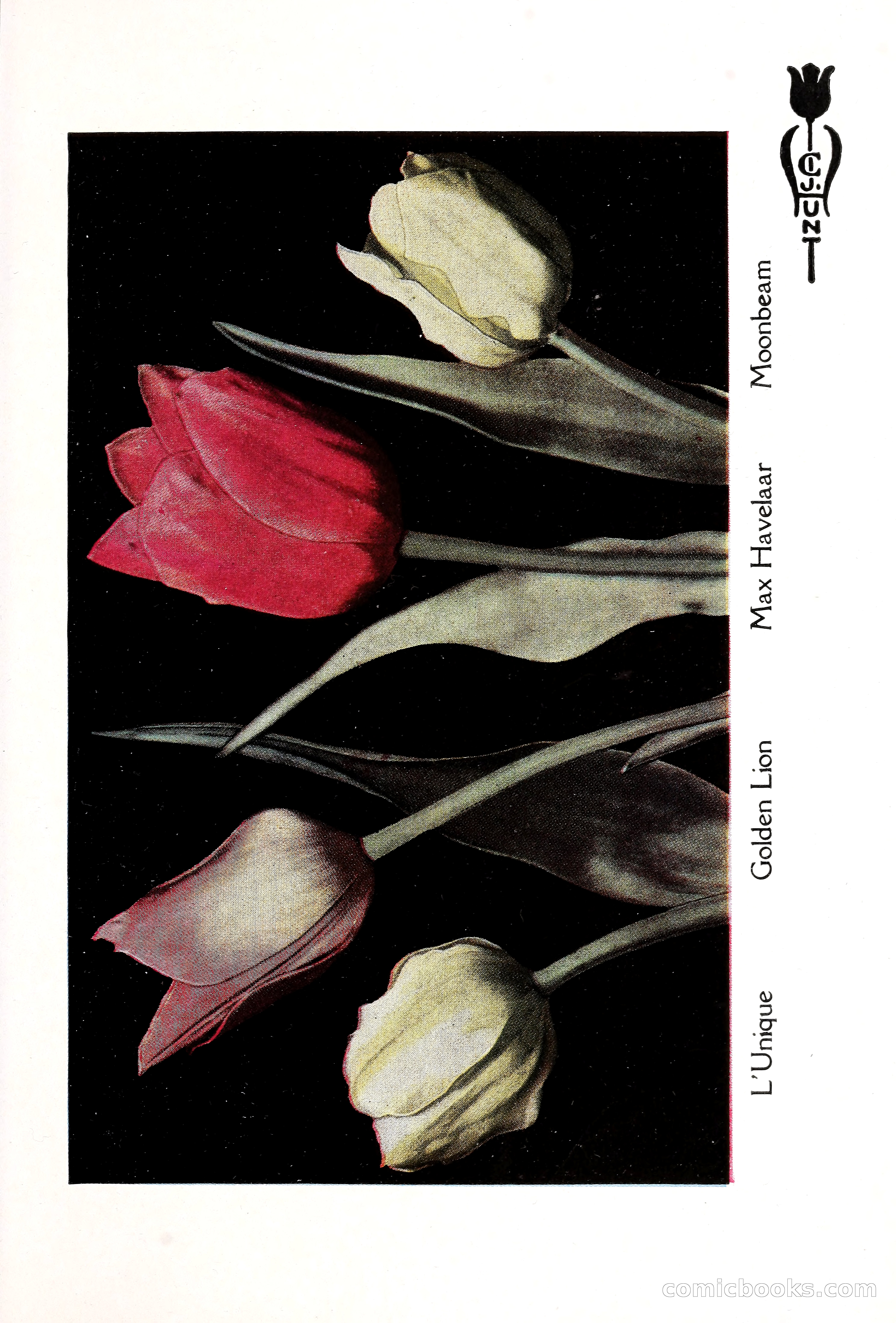 Blue Book of Bulbs, 1929 — page 30 of 125
