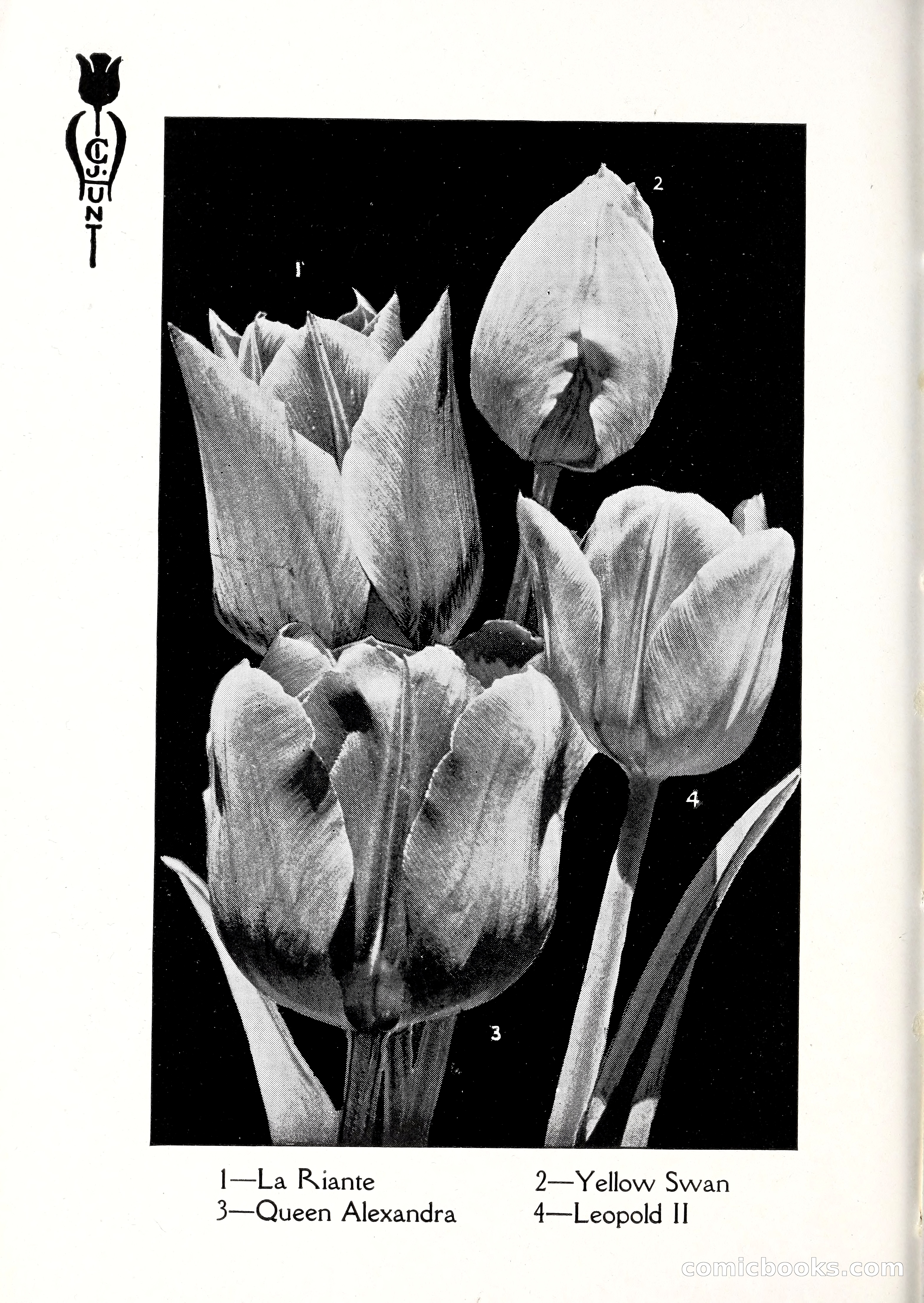 Blue Book of Bulbs, 1929 — page 35 of 125