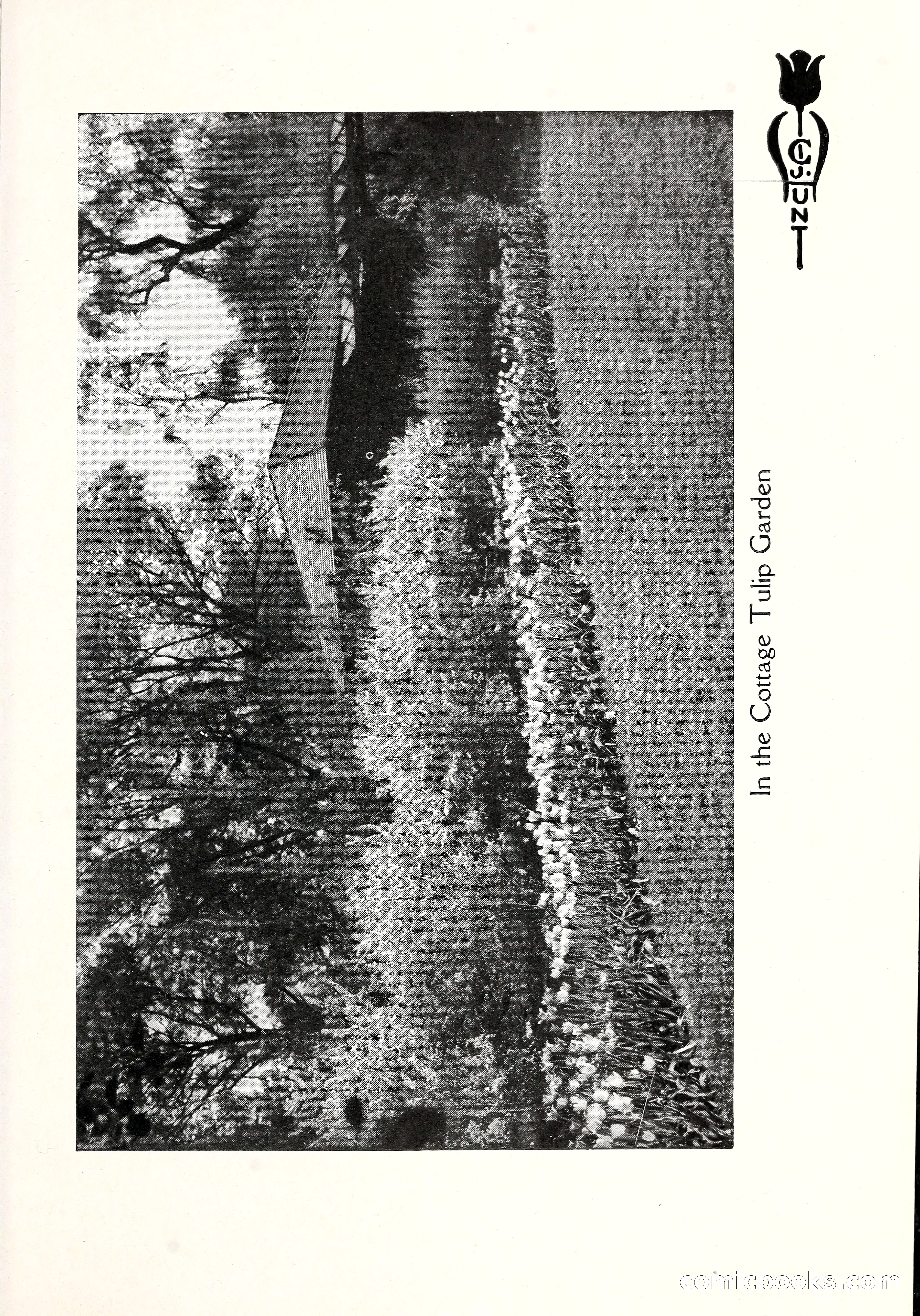 Blue Book of Bulbs, 1929 — page 44 of 125