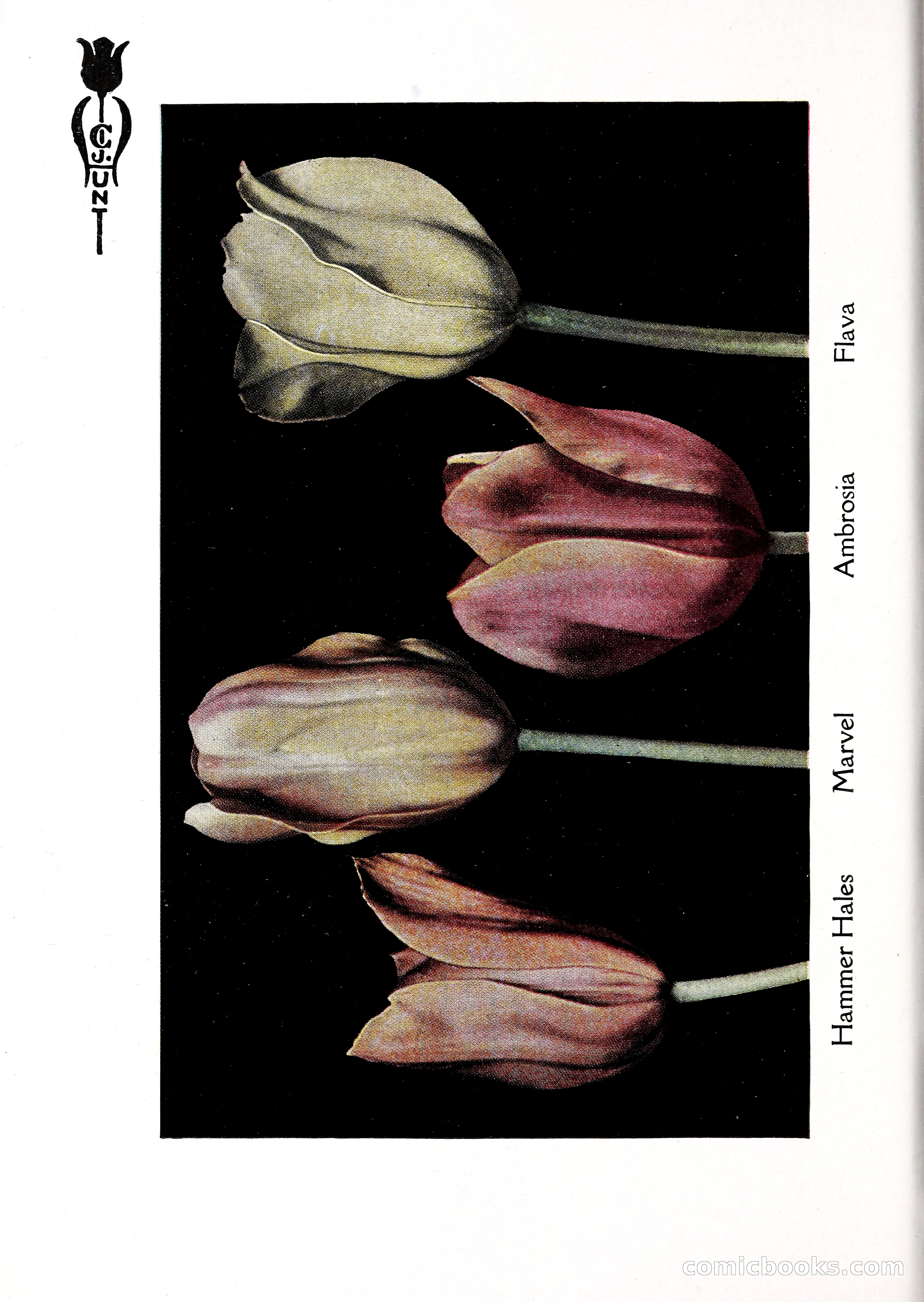 Blue Book of Bulbs, 1929 — page 49 of 125