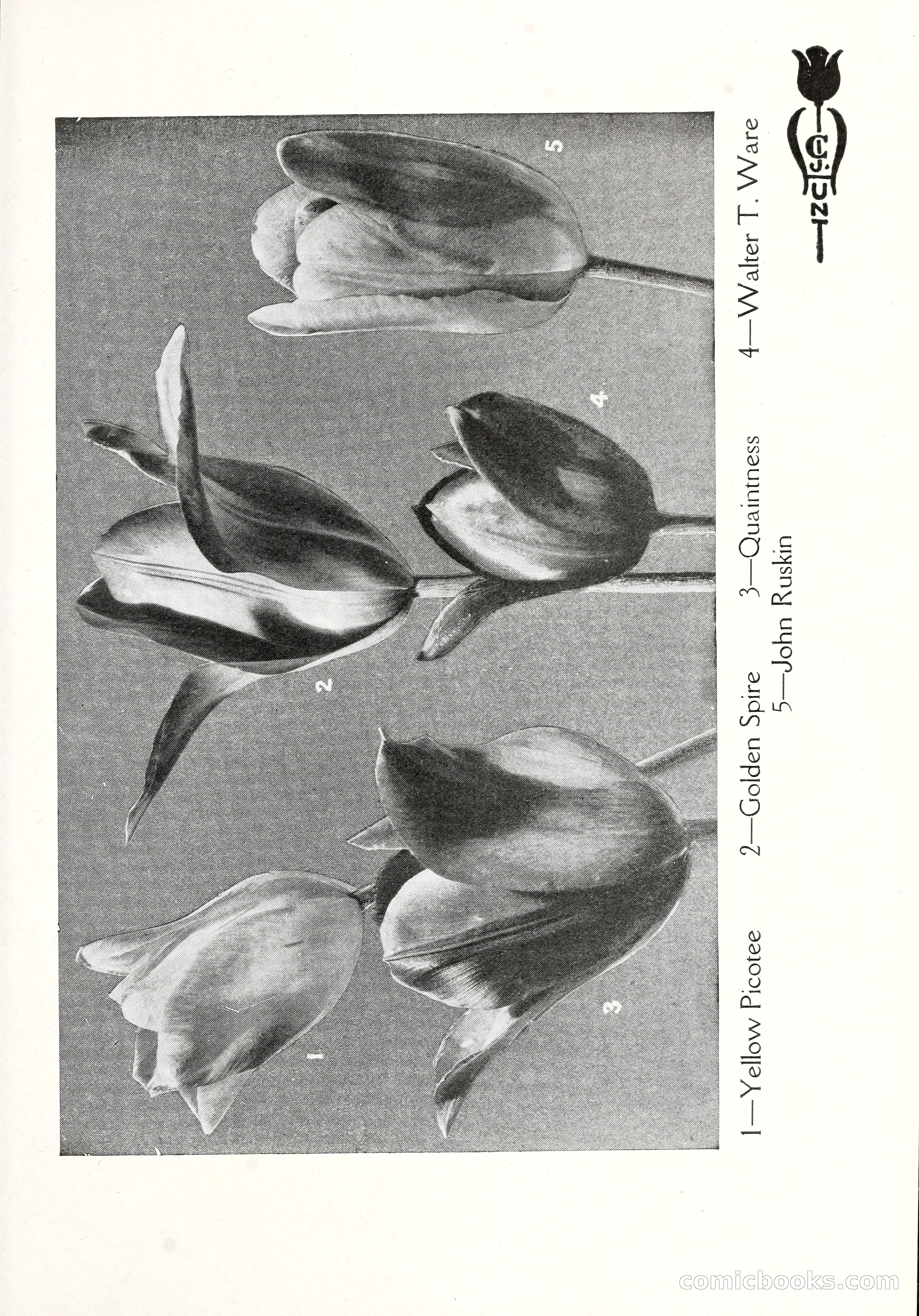Blue Book of Bulbs, 1929 — page 54 of 125