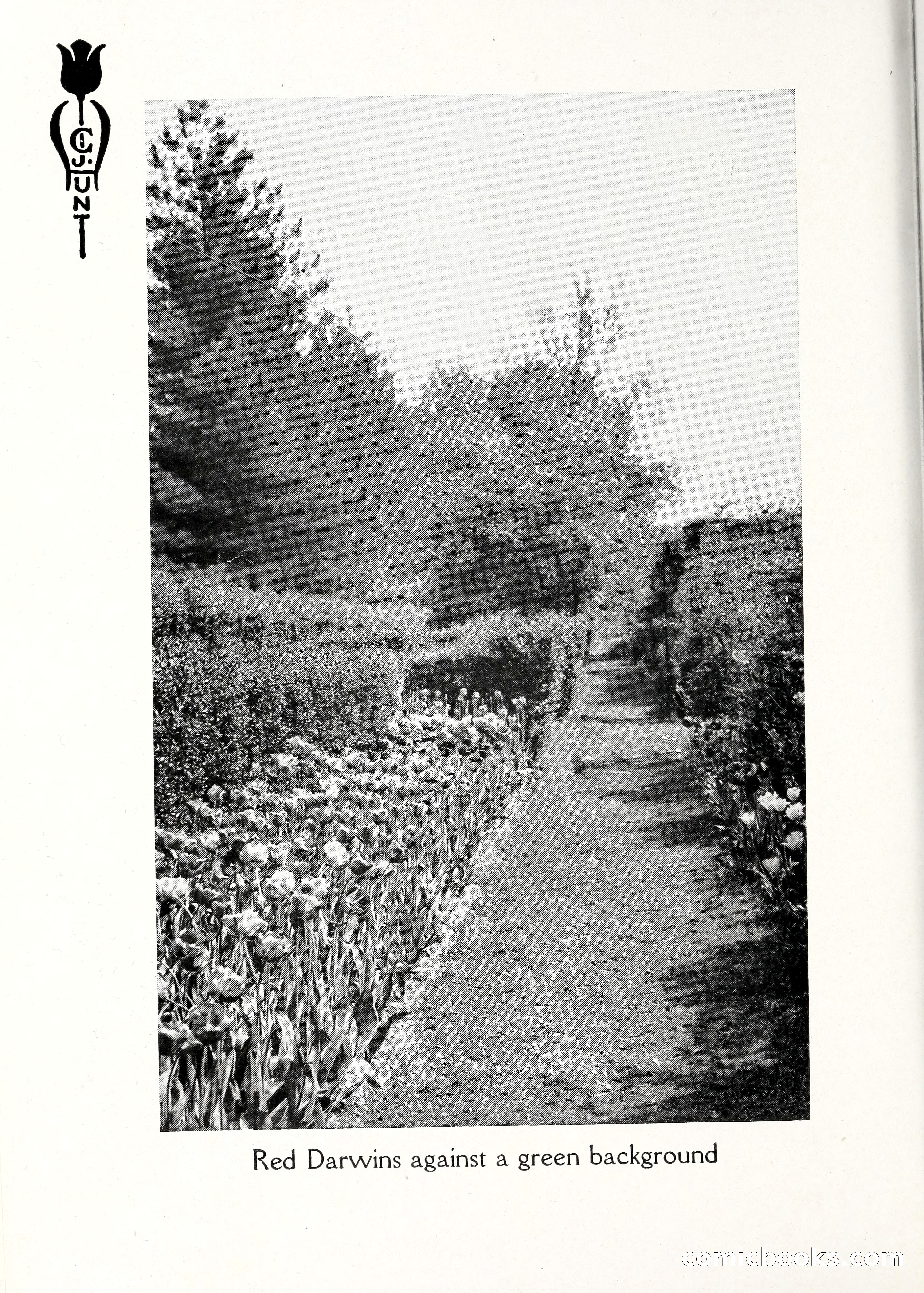 Blue Book of Bulbs, 1929 — page 59 of 125