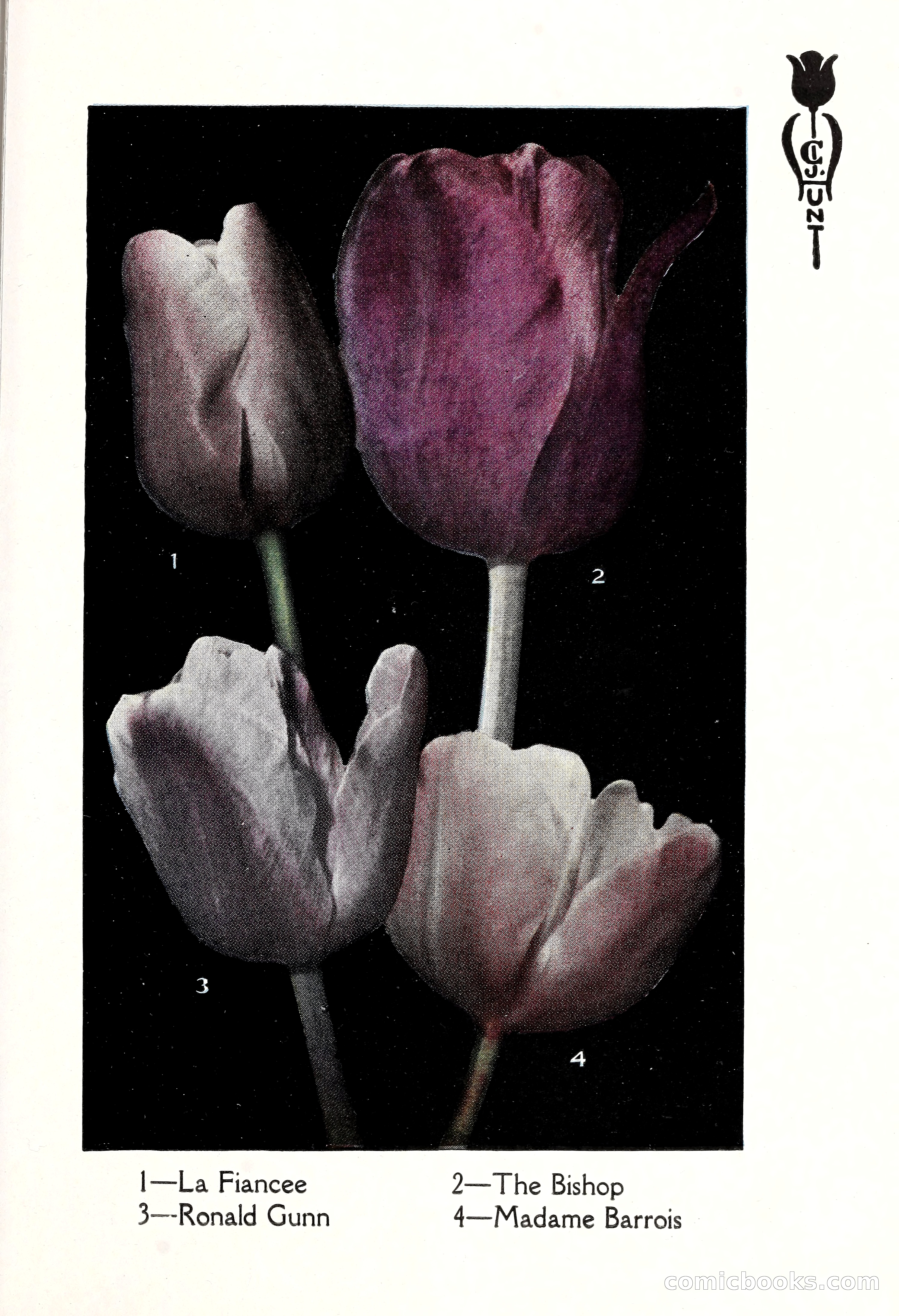 Blue Book of Bulbs, 1929 — page 66 of 125