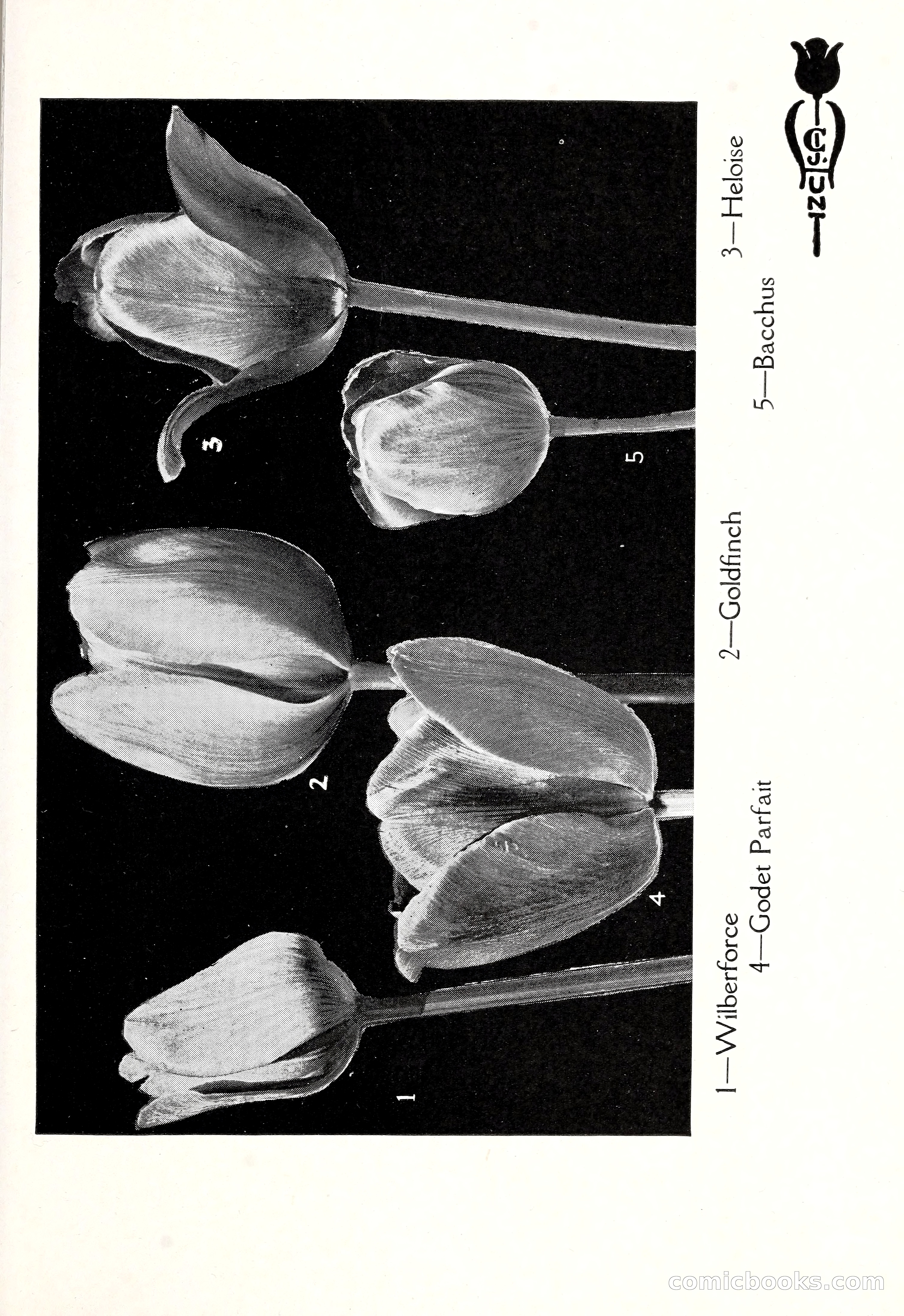 Blue Book of Bulbs, 1929 — page 76 of 125