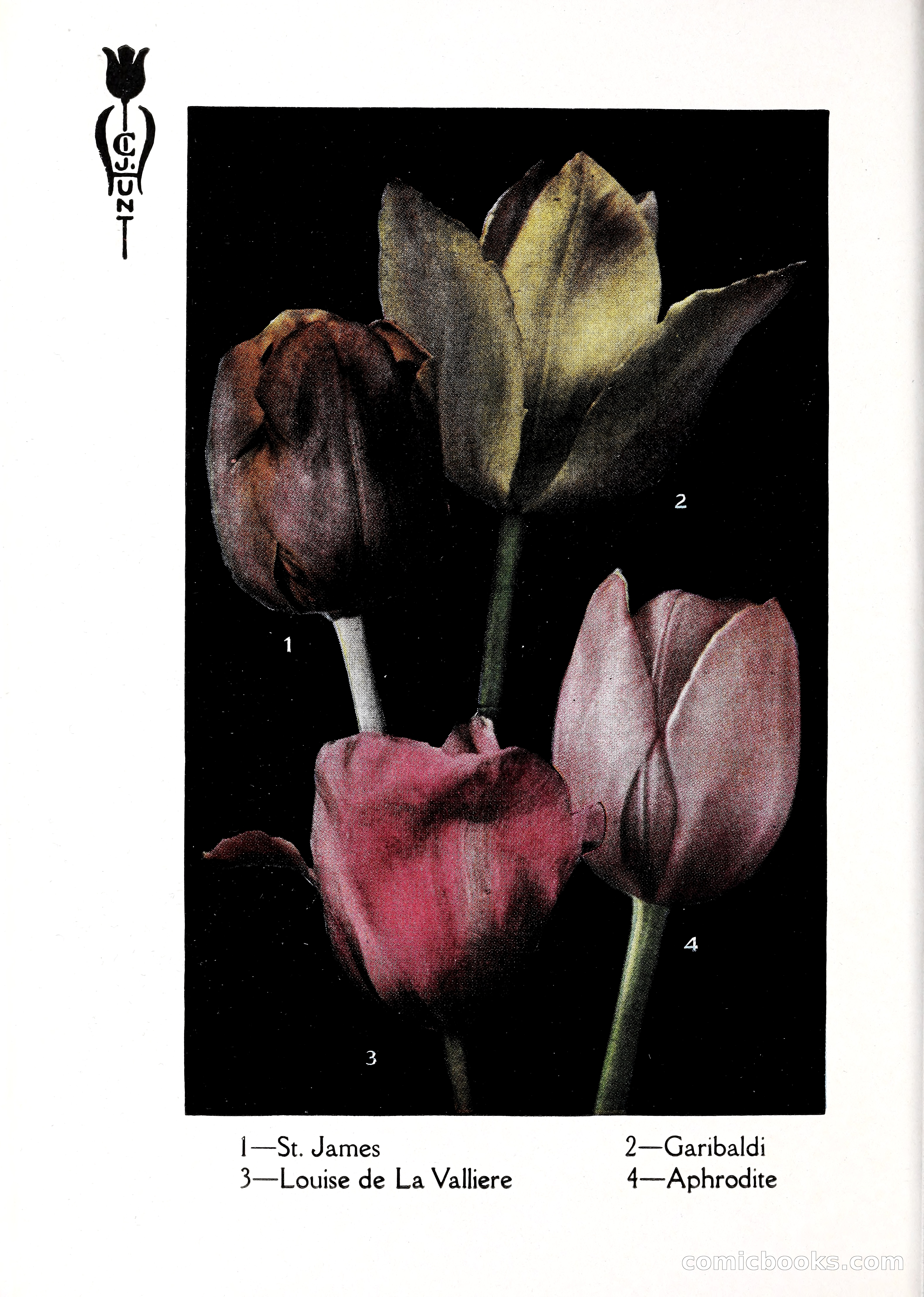 Blue Book of Bulbs, 1929 — page 81 of 125